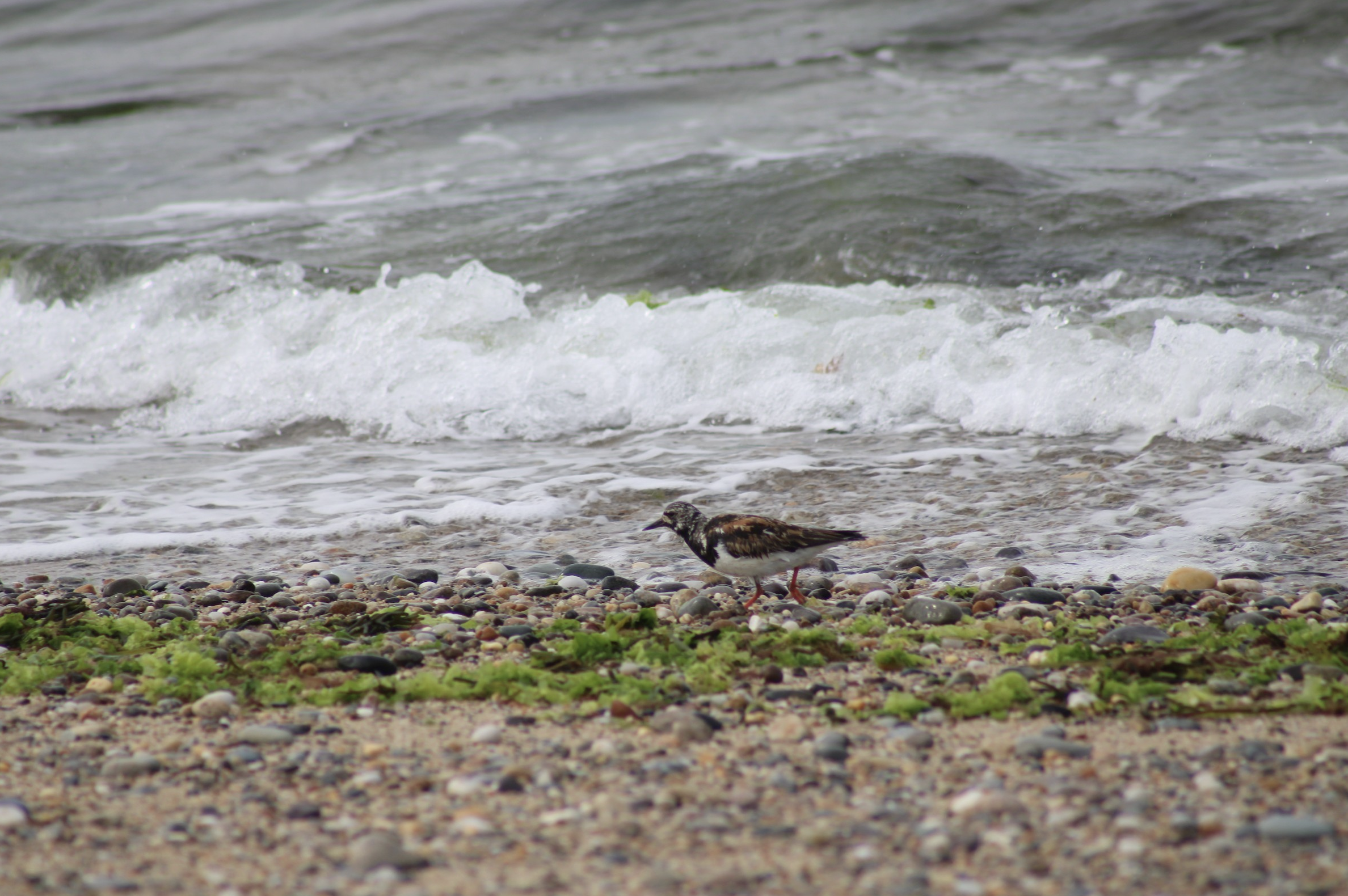 Ruddy Turnstone