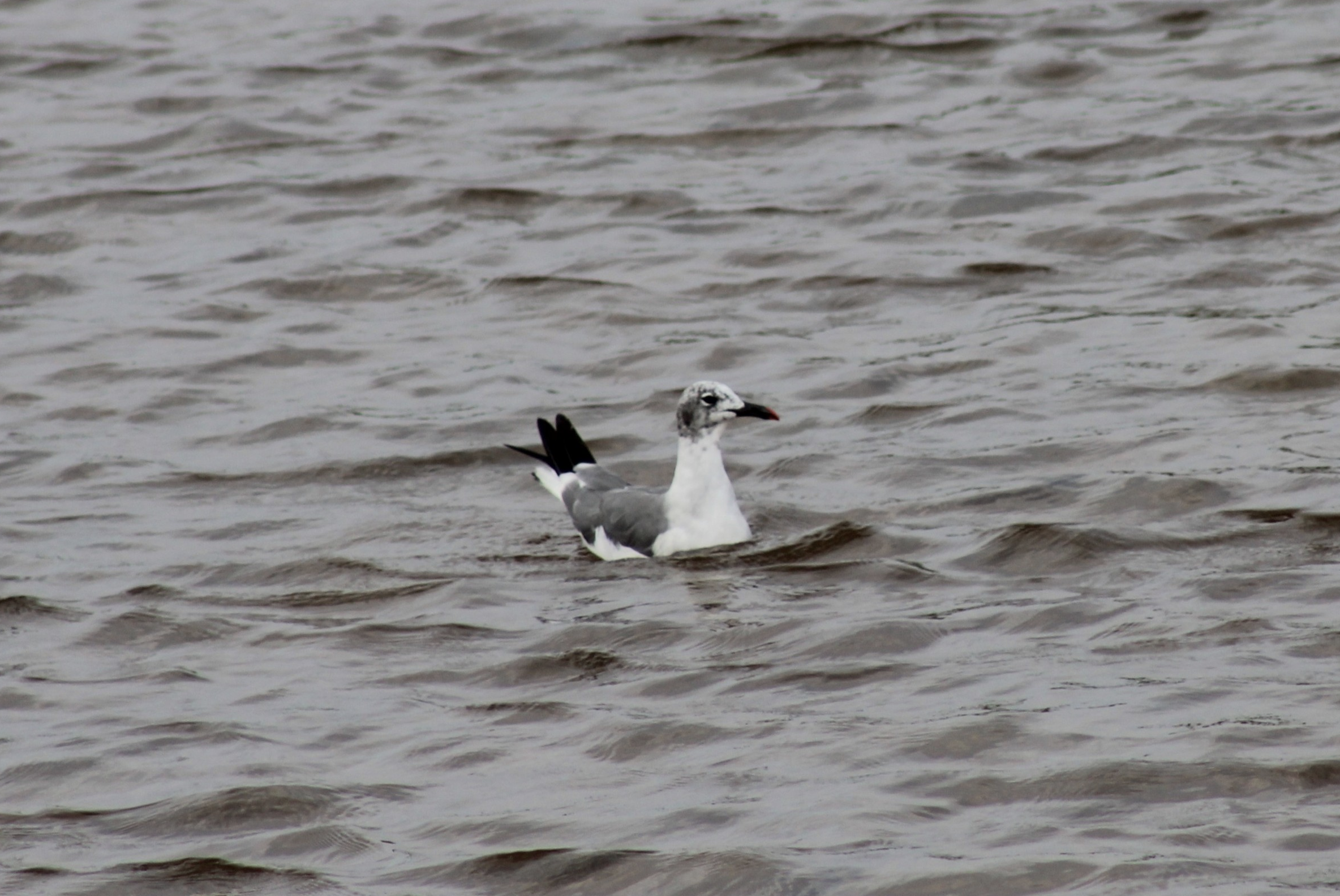 Laughing Gull