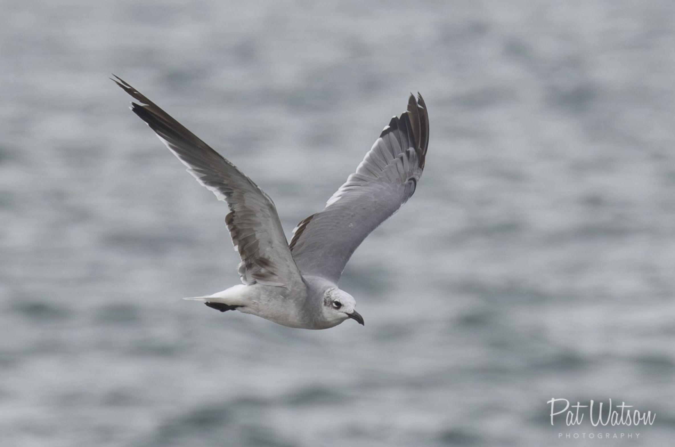 Laughing Gull
