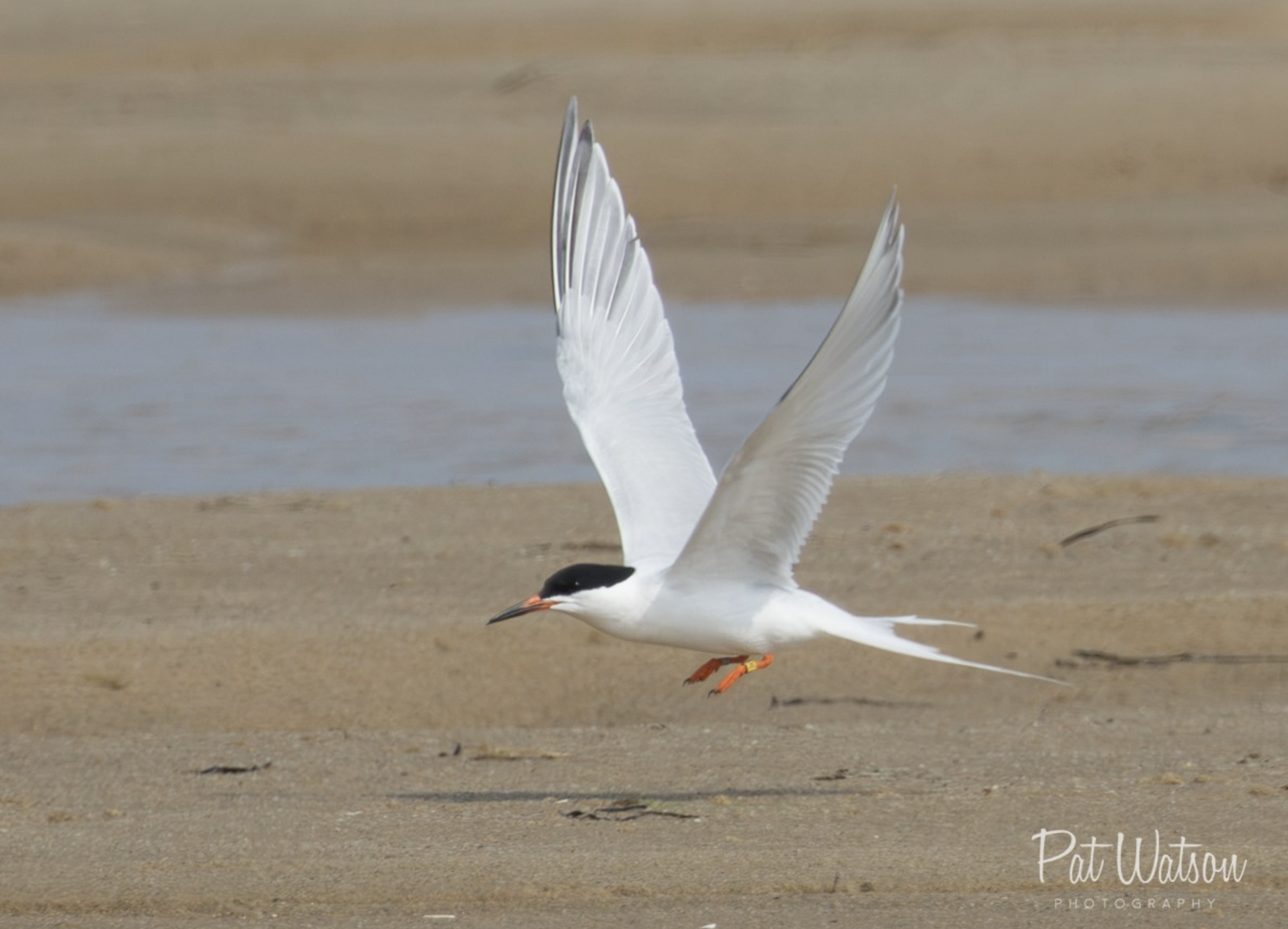 Roseate Tern