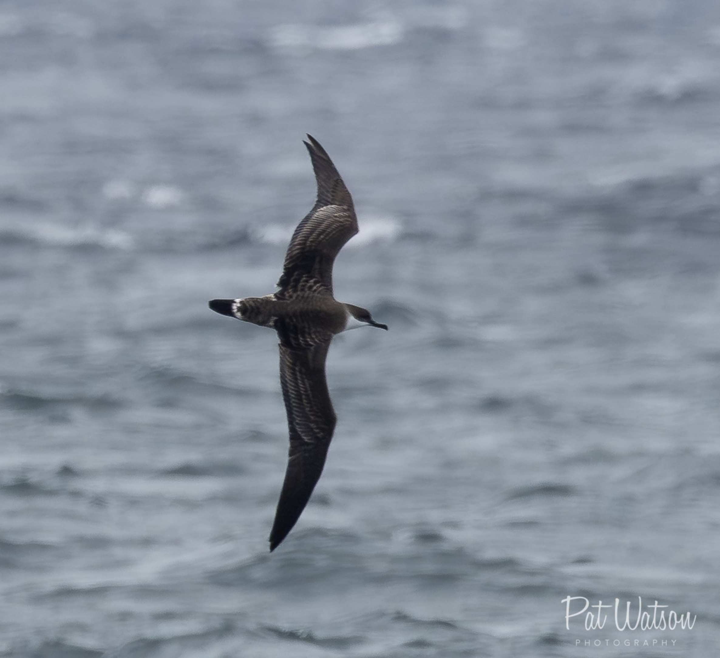 Great Shearwater