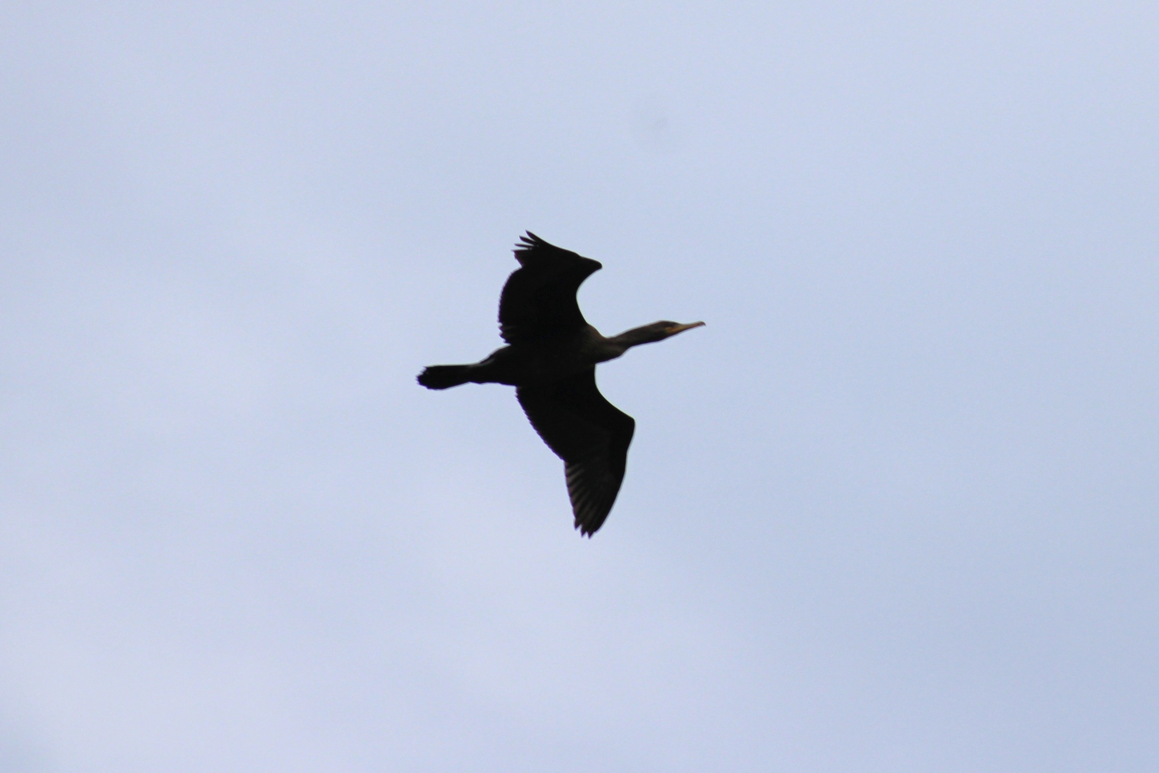 Double-crested Cormorant
