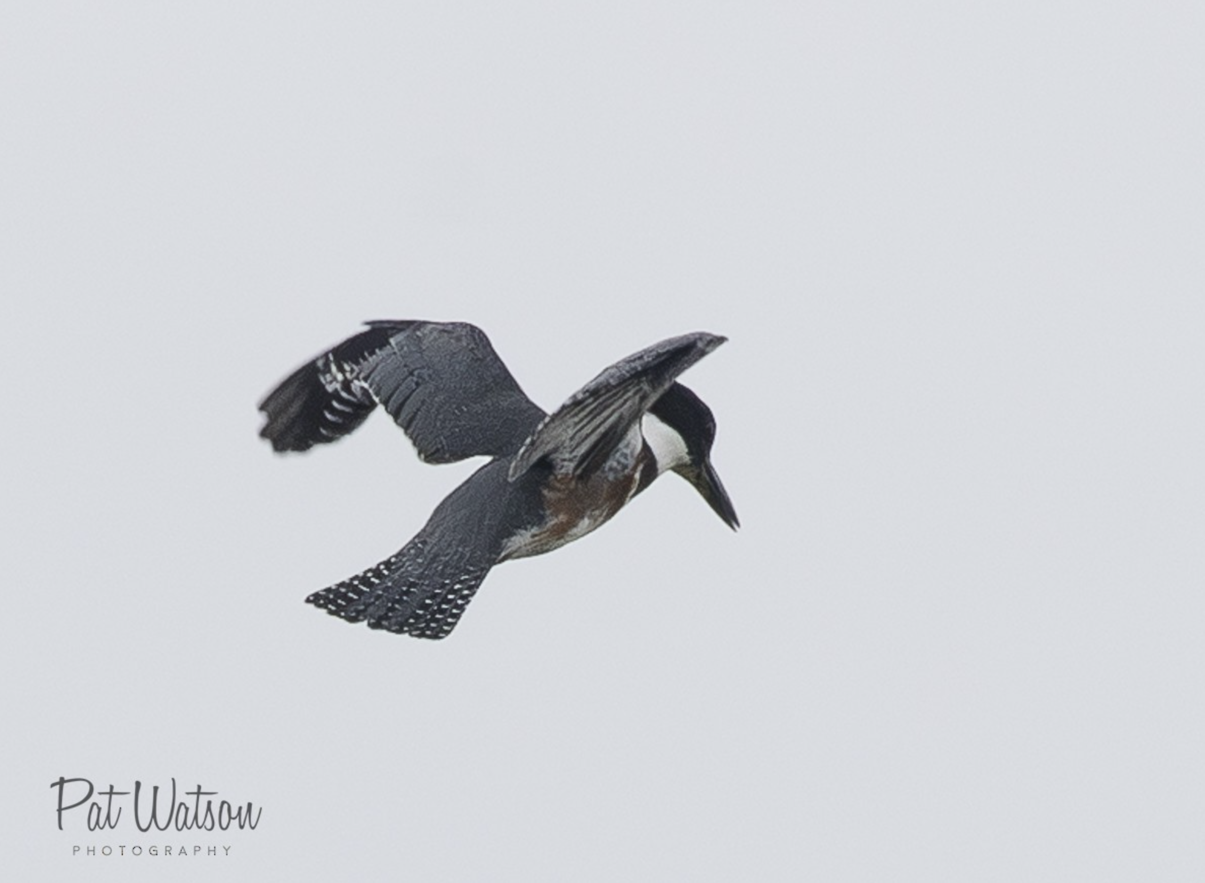 Belted Kingfisher