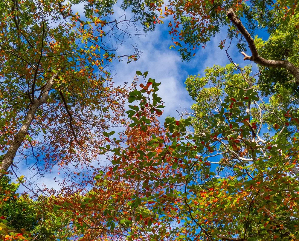 NATURE WALK: Tree and Shrub Identification Field Class with HCT