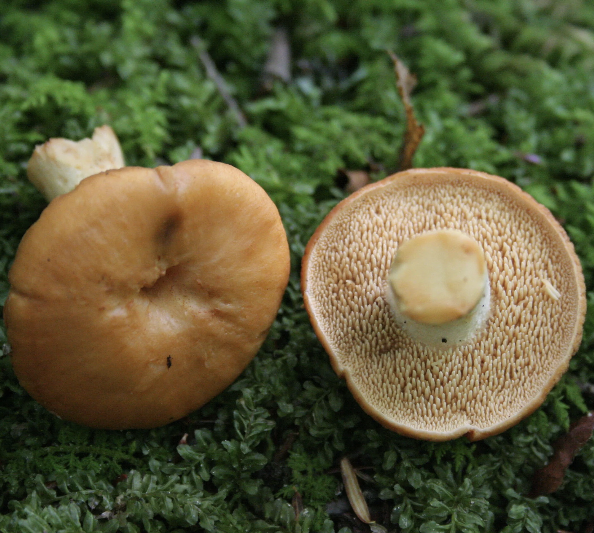 NATURE WALK: Fungal Ecology Field Classes with Tom Walker