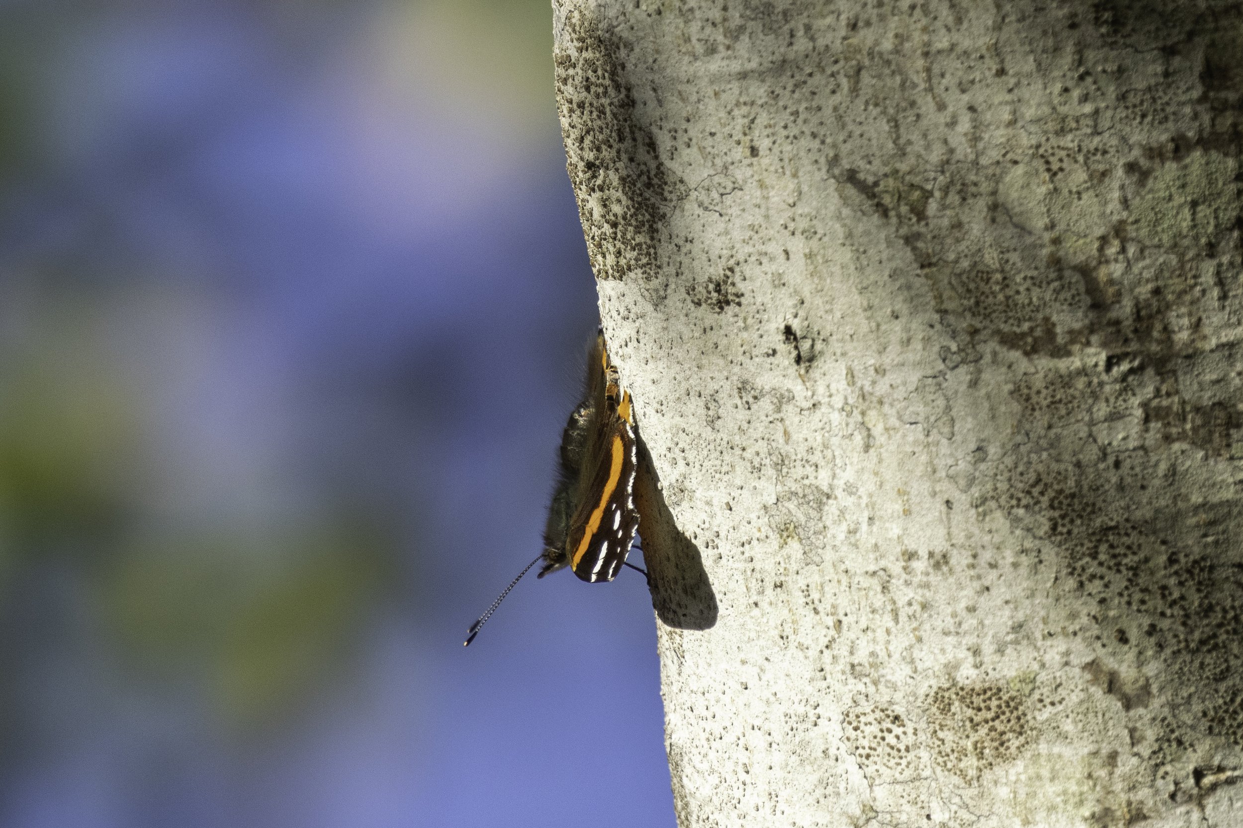 Butterfly2.jpg