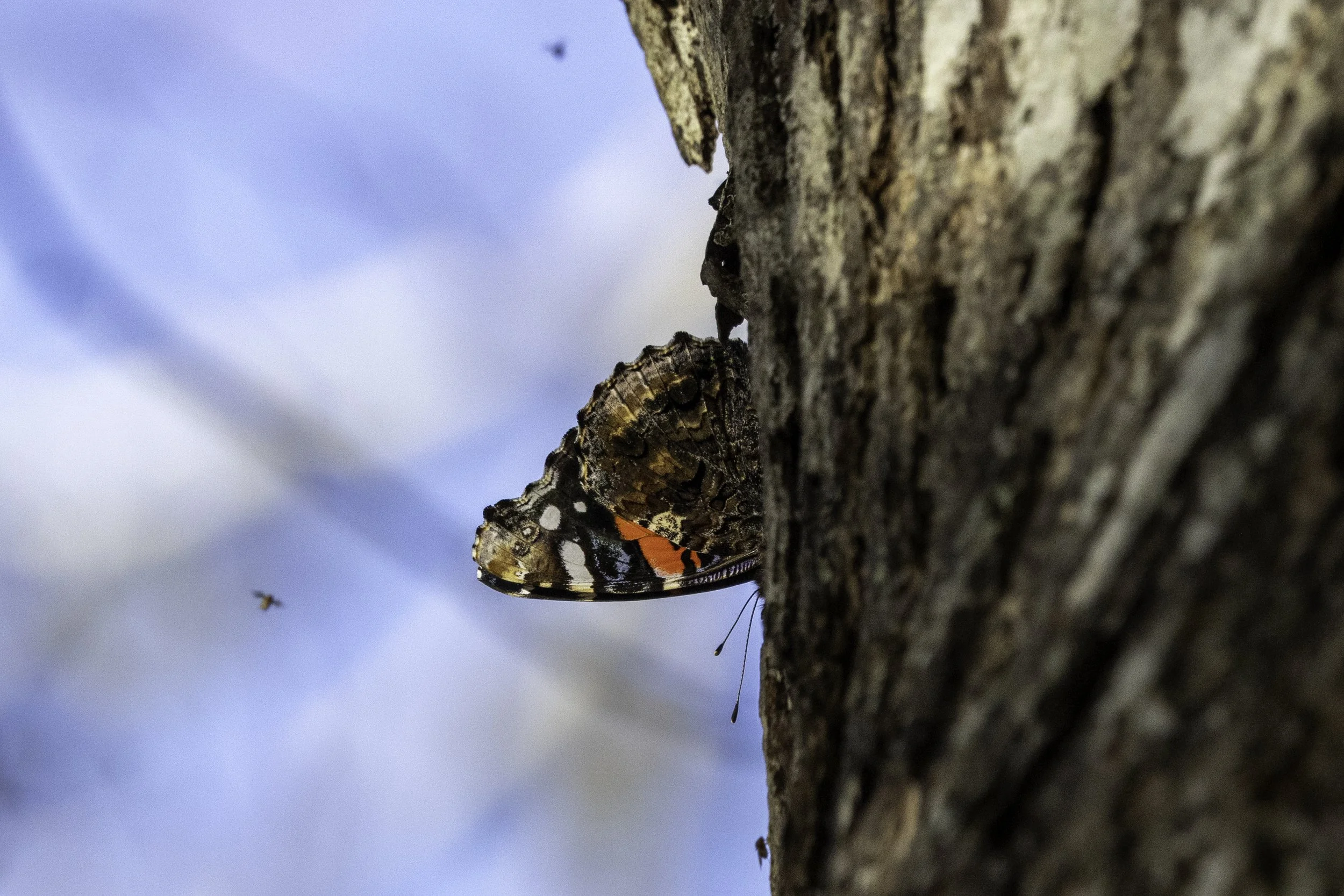 Red Admiral