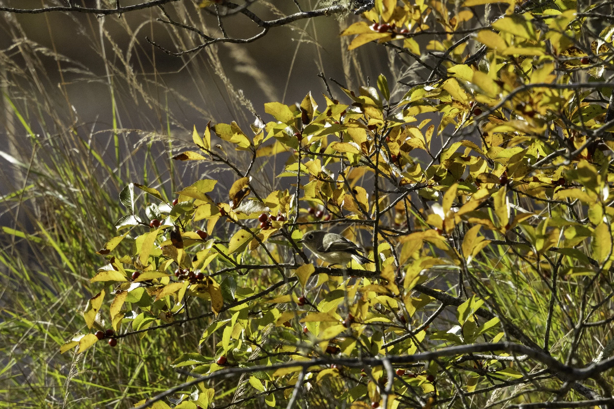Golden-Crowned Kinglet
