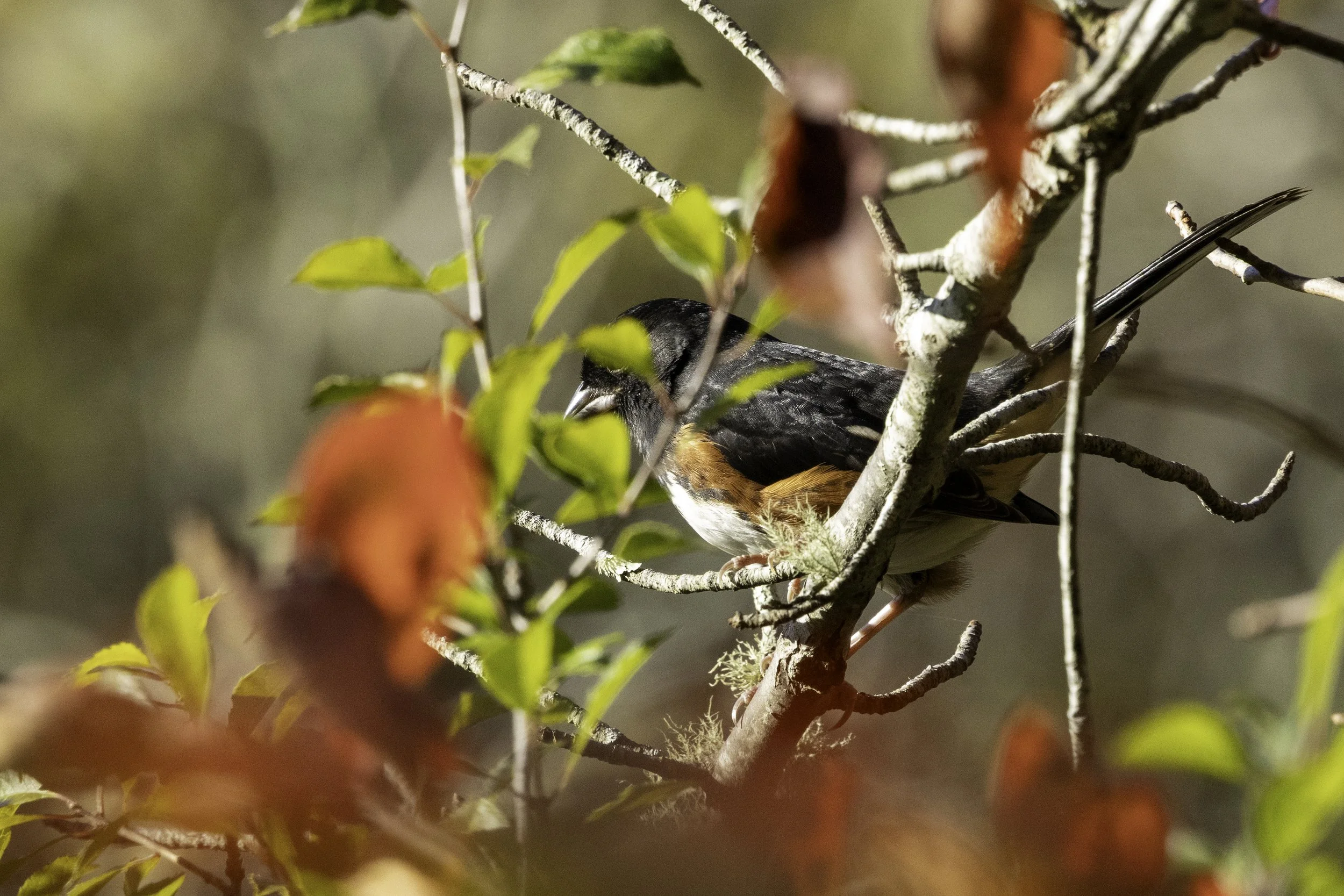 Eastern Towhee