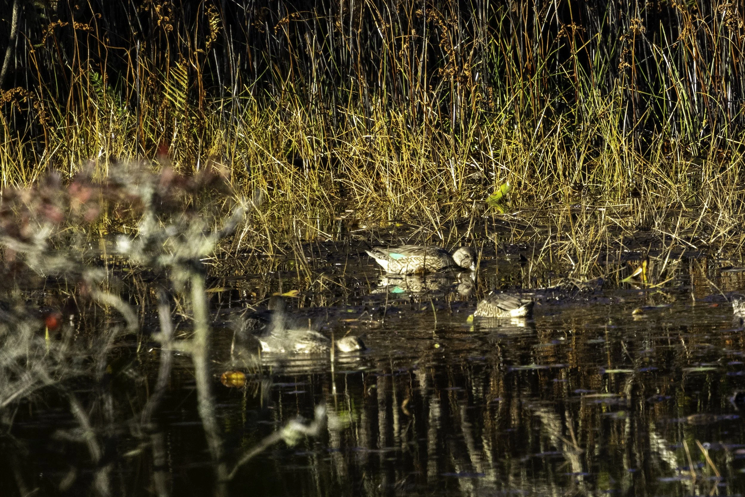 Green-Winged Teal Duck
