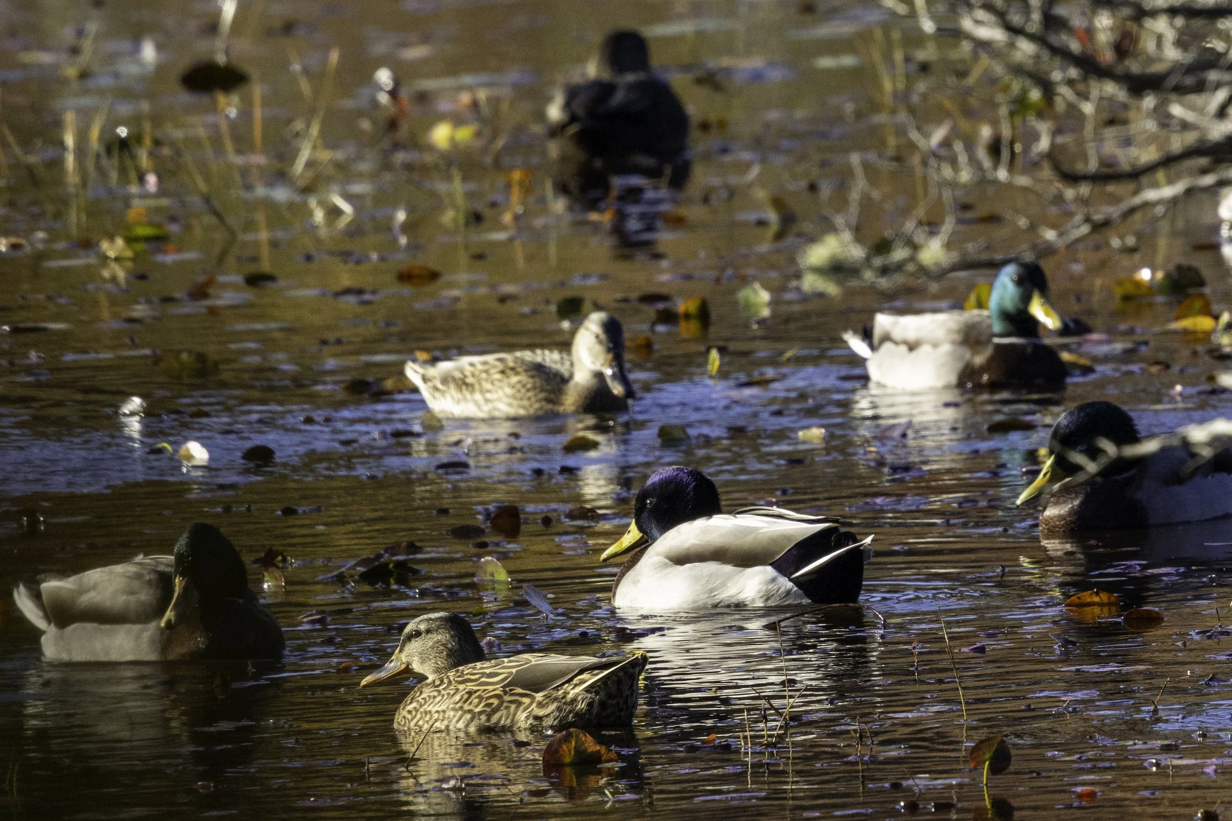 Mallards