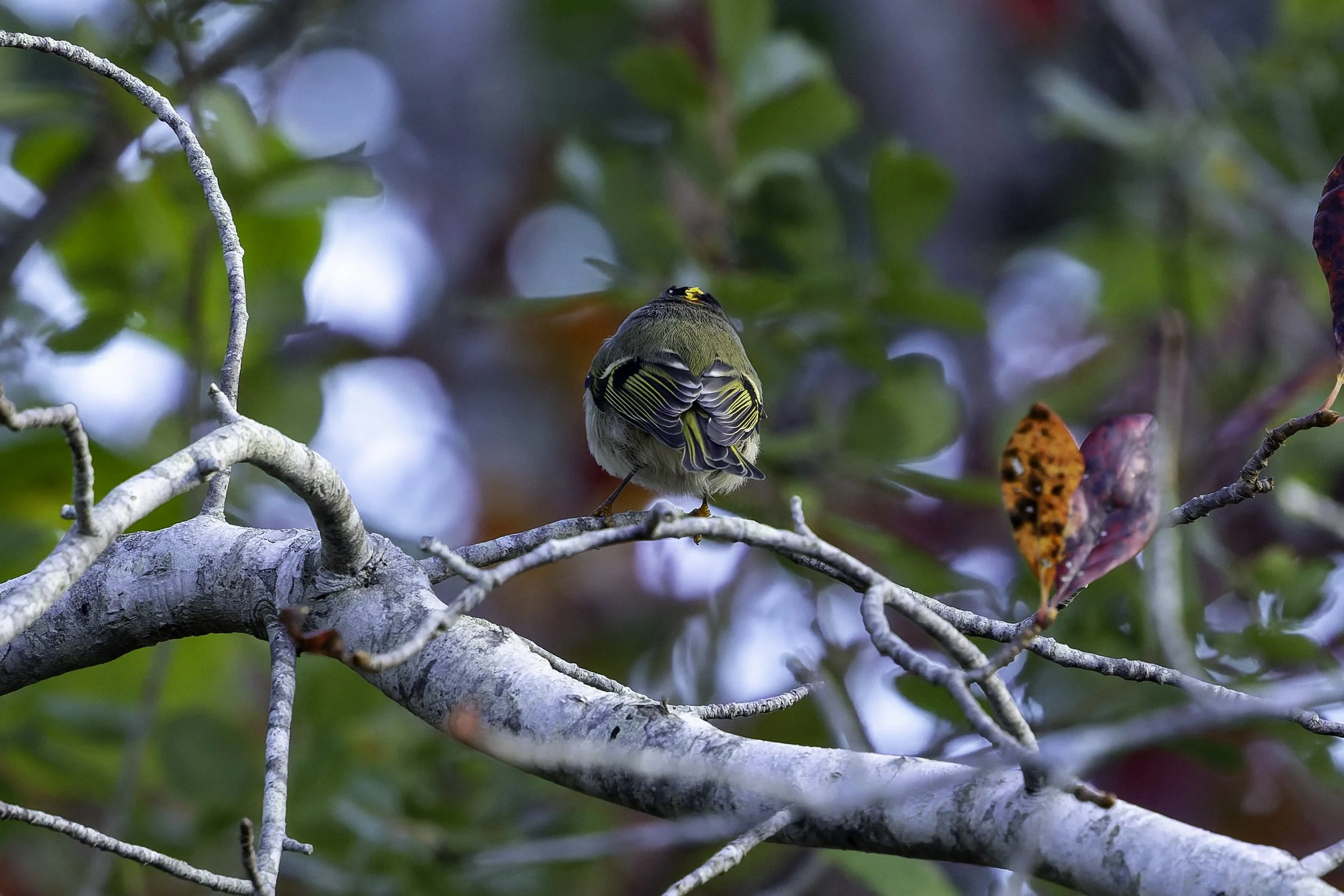 Golden-Crowned Kinglet
