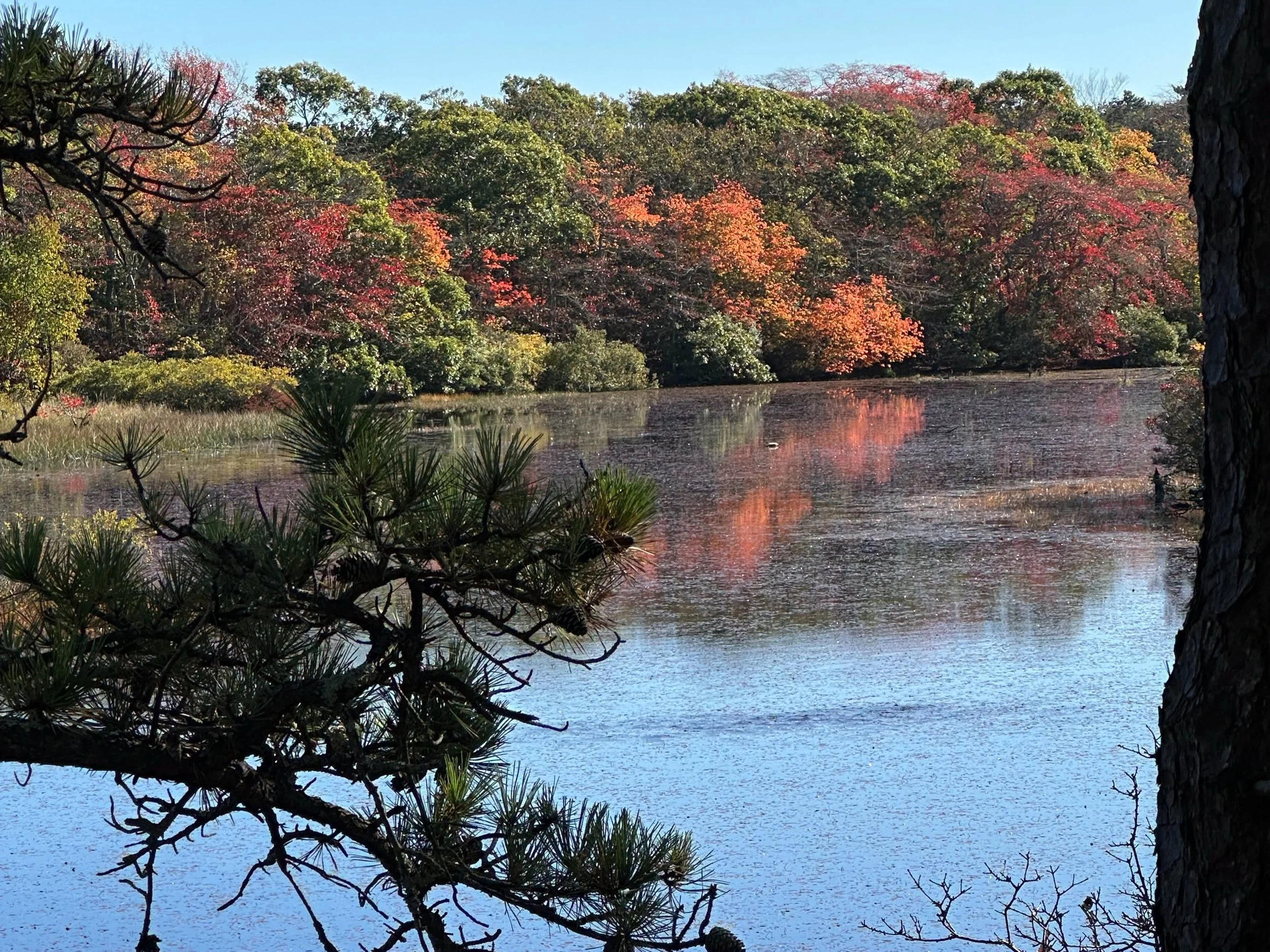 Pond1.jpeg