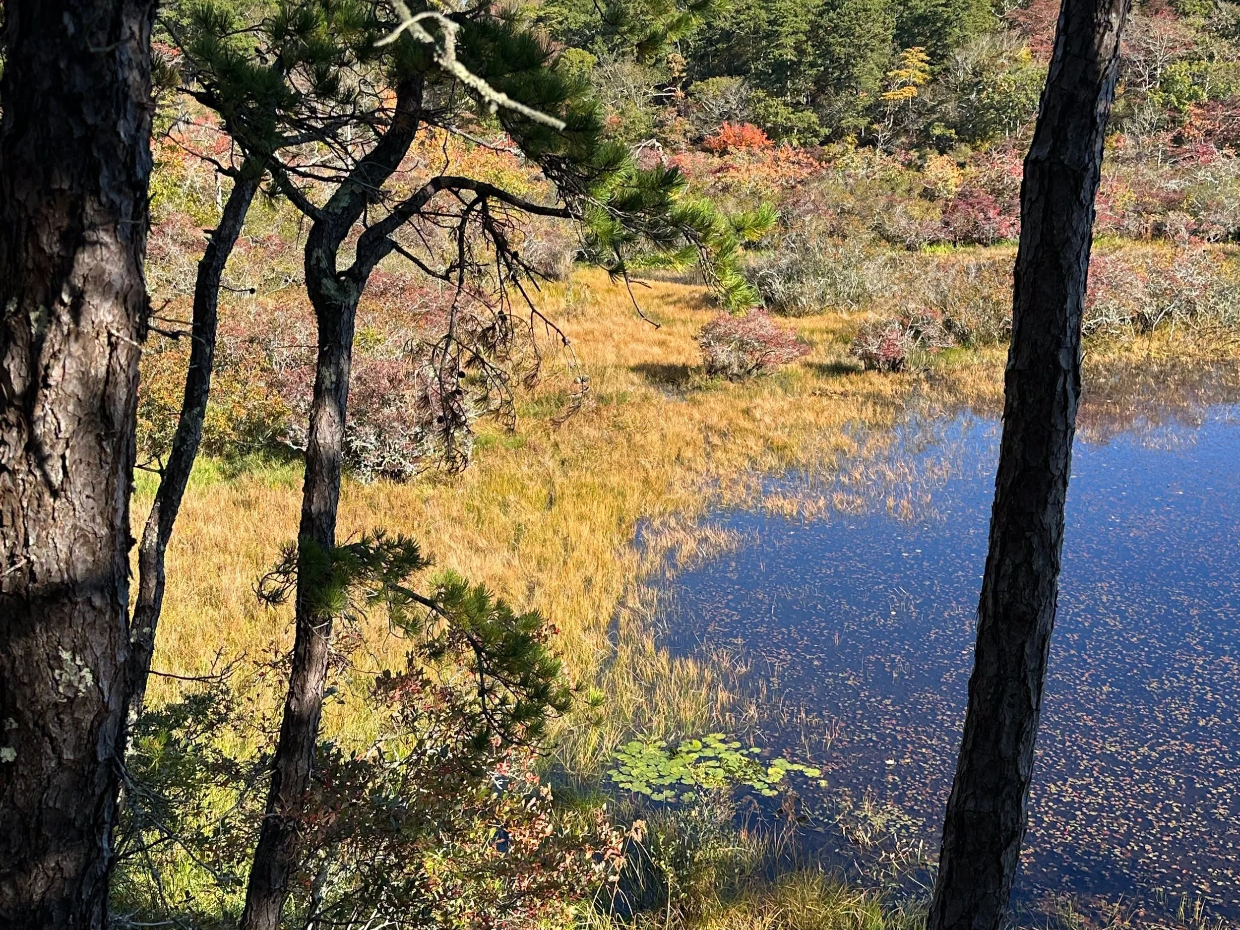 Pond2.jpeg