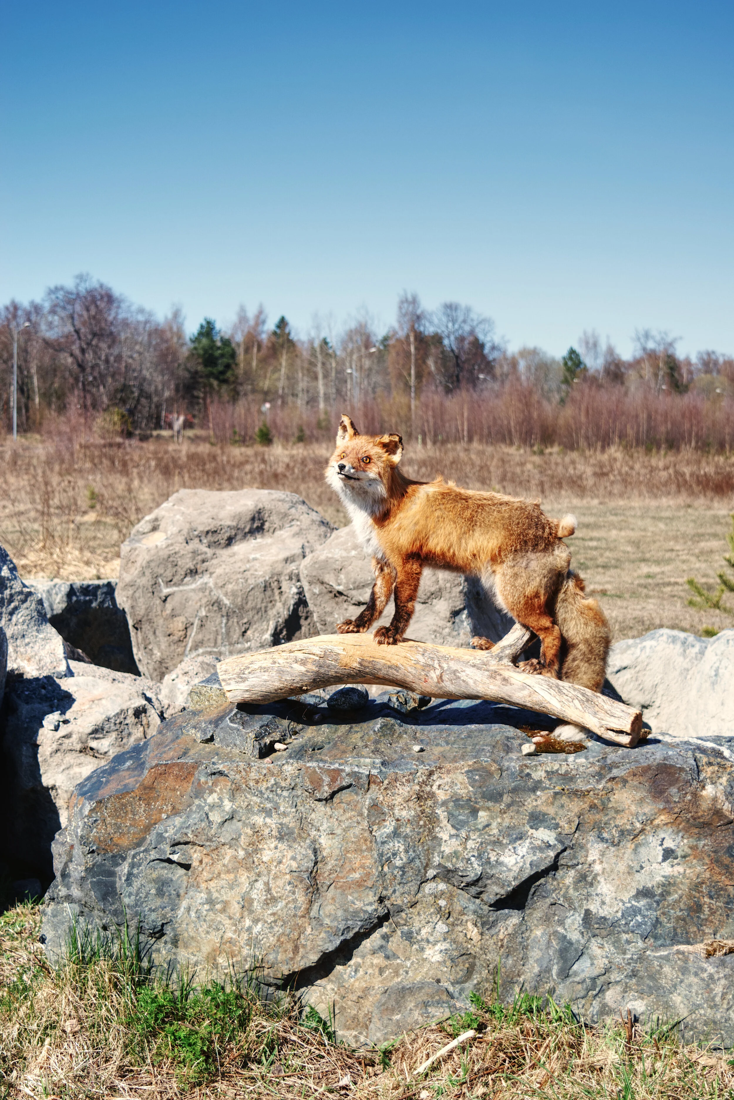 FOTO: Henrik Westberg