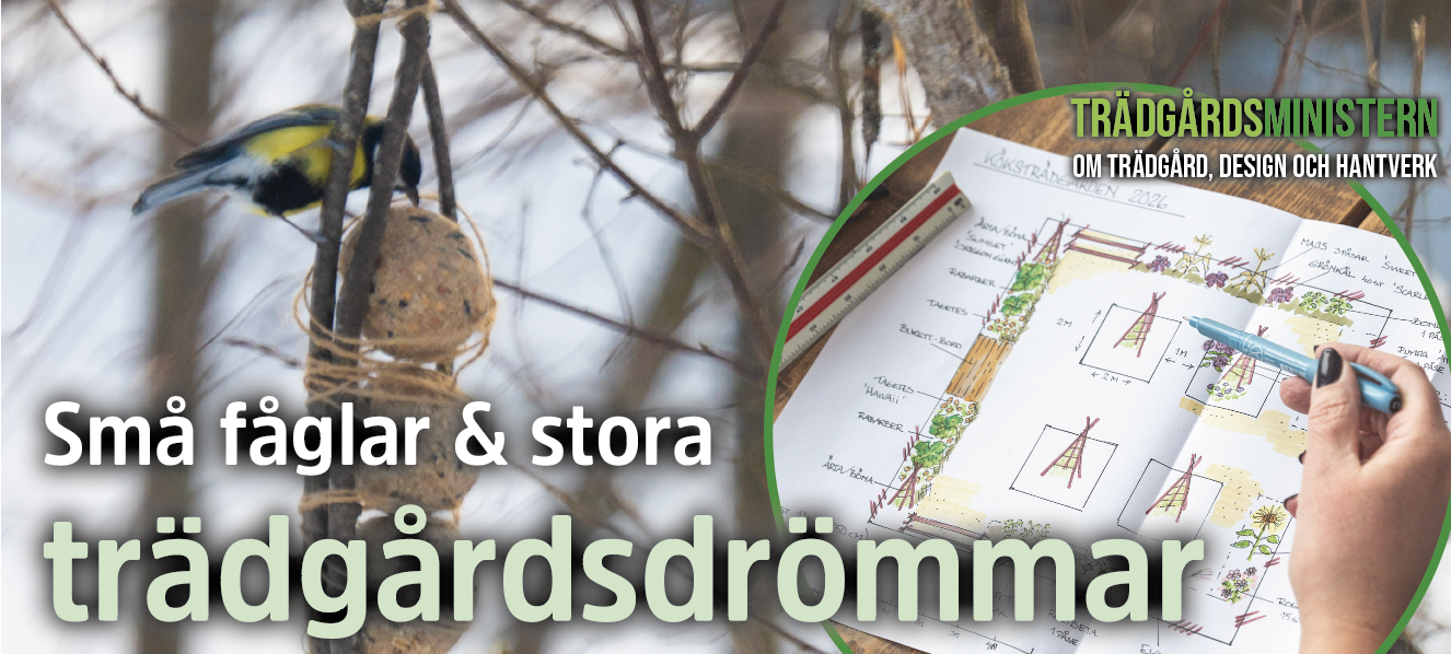 Små fåglar &amp; storaträdgårdsdrömmar