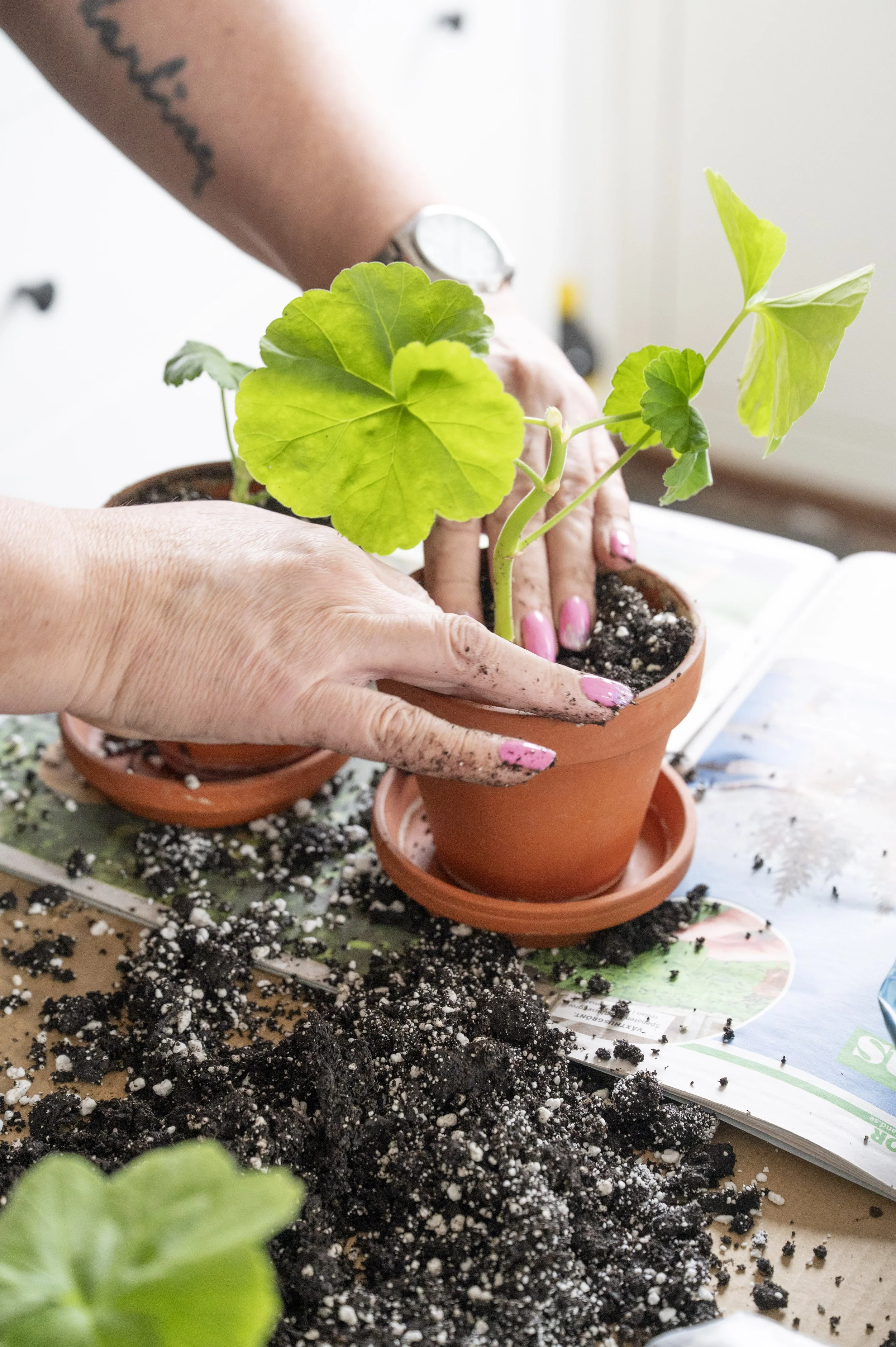 Pelargoner, paprikor &amp;Petunior