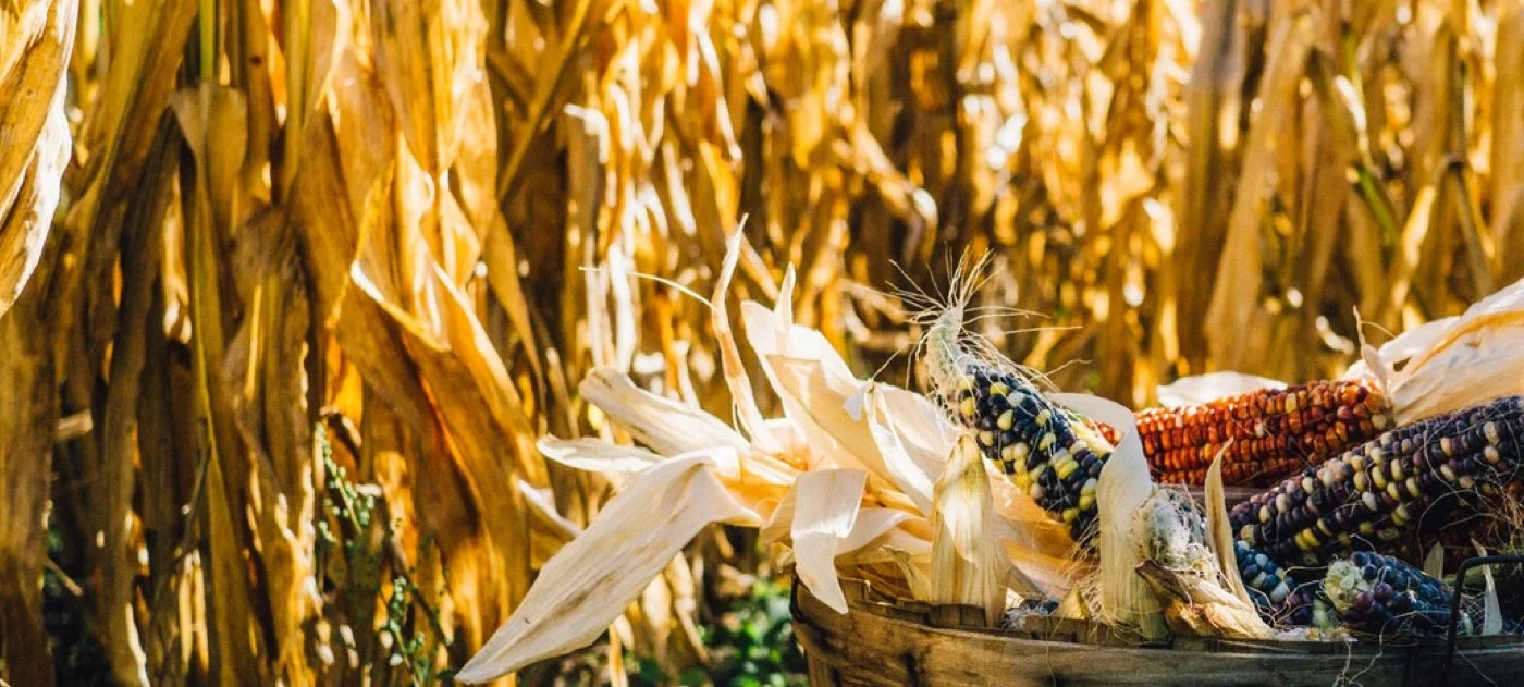 Fasting pt. 2 | Why Fast?