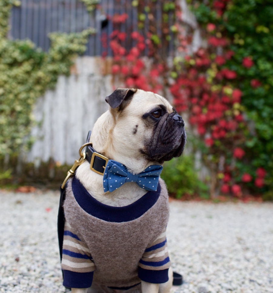 honeyidressedthepug-travelwithdogs-pug-pugswag-dogfriendly-dogblog-petfashion-petblog-bestdogblog-london-uk-cornwall-polperro-fashionandlifestyleblogger-petblogger-fashionbloggerlondon-travelinstyle-dog-coolpups-petinfluencer-fishingvillage-travellingpug-dogsthattravel-traveller-livetoexplore-adventurewithdogs-bestdressedpug-londonblogger