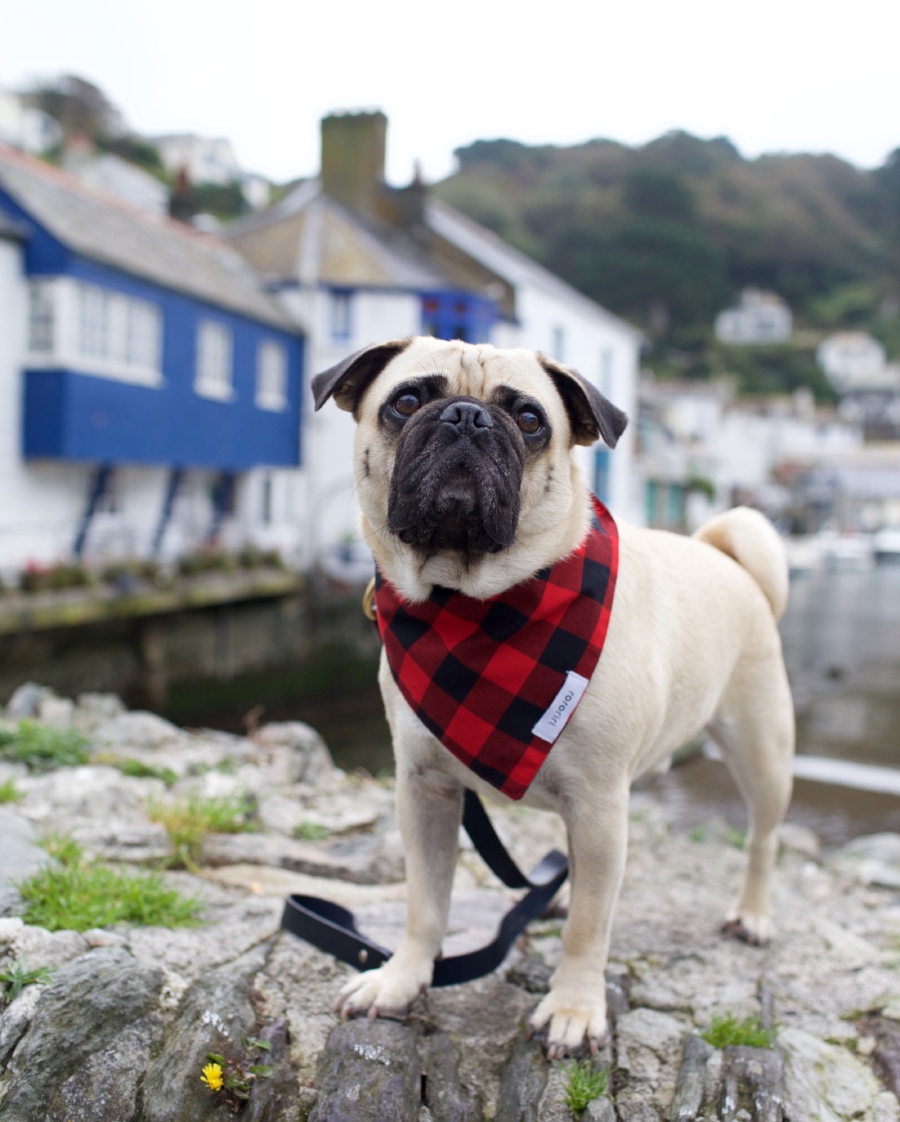 honeyidressedthepug-travelwithdogs-pug-pugswag-dogfriendly-dogblog-petfashion-petblog-bestdogblog-london-uk-cornwall-polperro-fashionandlifestyleblogger-petblogger-fashionbloggerlondon-travelinstyle-dog-coolpups-petinfluencer-fishingvillage-travellingpug-dogsthattravel-traveller-livetoexplore-adventurewithdogs-bestdressedpug-londonblogger