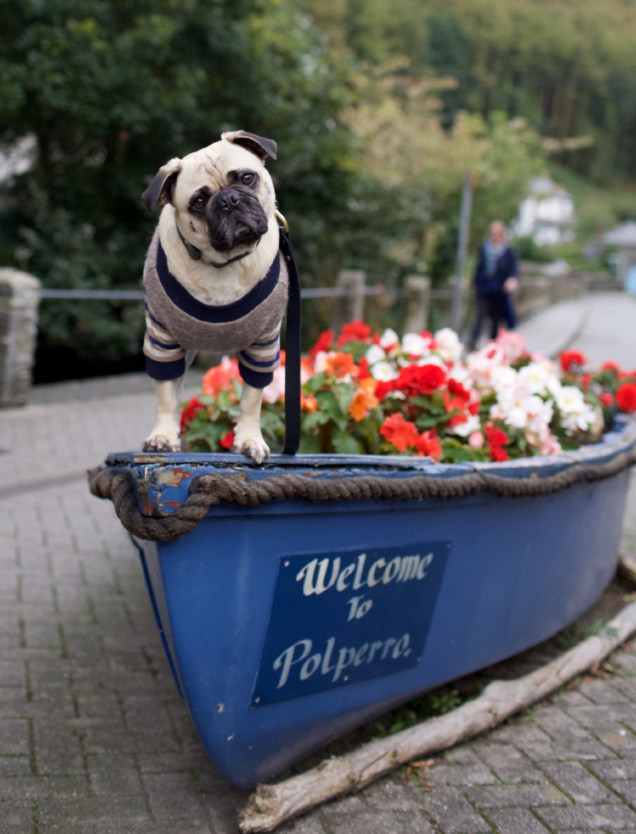 honeyidressedthepug-travelwithdogs-pug-pugswag-dogfriendly-dogblog-petfashion-petblog-bestdogblog-london-uk-cornwall-polperro-fashionandlifestyleblogger-petblogger-fashionbloggerlondon-travelinstyle-dog-coolpups-petinfluencer-fishingvillage-travellingpug-dogsthattravel-traveller-livetoexplore-adventurewithdogs-bestdressedpug-londonblogger