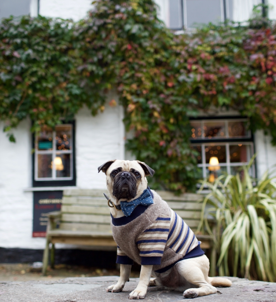 honeyidressedthepug-travelwithdogs-pug-pugswag-dogfriendly-dogblog-petfashion-petblog-bestdogblog-london-uk-cornwall-polperro-fashionandlifestyleblogger-petblogger-fashionbloggerlondon-travelinstyle-dog-coolpups-petinfluencer-fishingvillage-travellingpug-dogsthattravel-traveller-livetoexplore-adventurewithdogs-bestdressedpug-londonblogger