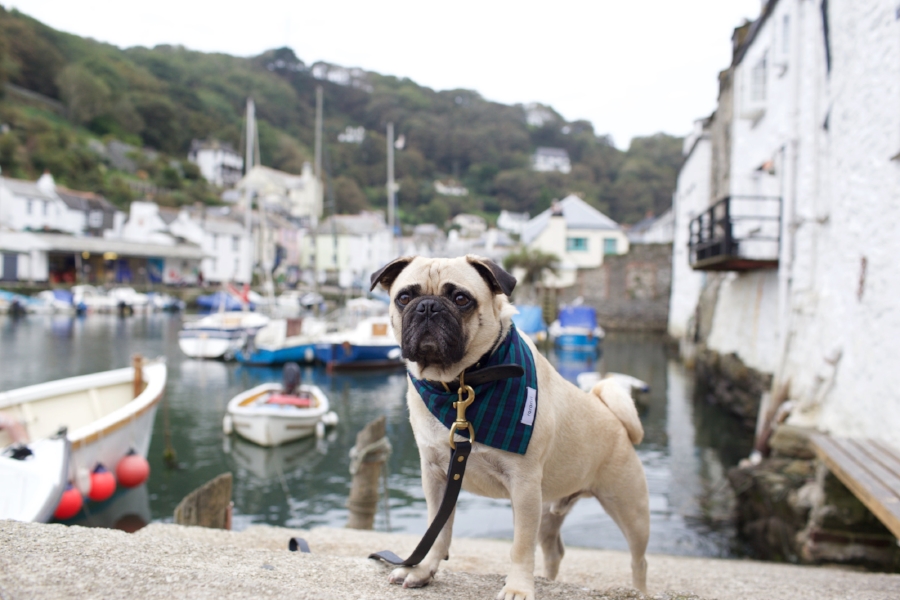 honeyidressedthepug-travelwithdogs-pug-pugswag-dogfriendly-dogblog-petfashion-petblog-bestdogblog-london-uk-cornwall-polperro-fashionandlifestyleblogger-petblogger-fashionbloggerlondon-travelinstyle-dog-coolpups-petinfluencer-fishingvillage-travellingpug-dogsthattravel-traveller-livetoexplore-adventurewithdogs-bestdressedpug-londonblogger