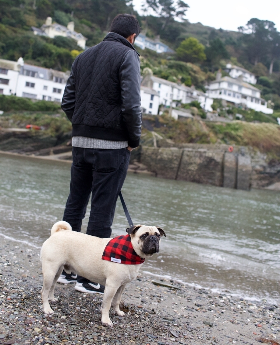 honeyidressedthepug-travelwithdogs-pug-pugswag-dogfriendly-dogblog-petfashion-petblog-bestdogblog-london-uk-cornwall-polperro-fashionandlifestyleblogger-petblogger-fashionbloggerlondon-travelinstyle-dog-coolpups-petinfluencer-fishingvillage-travellingpug-dogsthattravel-traveller-livetoexplore-adventurewithdogs-bestdressedpug-londonblogger