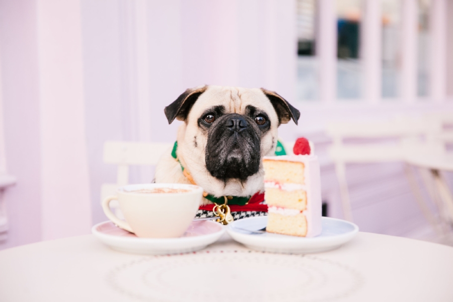 Dogfriendlycoffeeshopslondon-PeggyPorschen-humanandhound-dogfashionblog-petfashionblog-london-uk-fashionandlifestyleblog-londoncoffeeshops-bestdogbloglondon-pugswag-puglife-pug-londonpug-twinning-tweed-falltrend-pumpkin-fallfashion-Pink-winterstyle