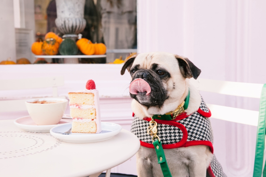 Dogfriendlycoffeeshopslondon-PeggyPorschen-humanandhound-dogfashionblog-petfashionblog-london-uk-fashionandlifestyleblog-londoncoffeeshops-bestdogbloglondon-pugswag-puglife-pug-londonpug-twinning-tweed-falltrend-pumpkin-fallfashion-Pink-winterstyle