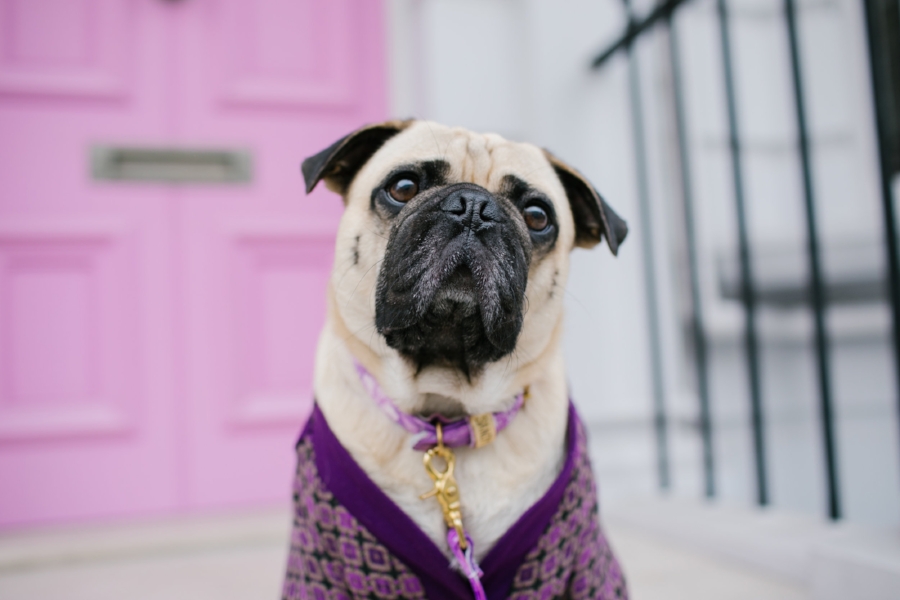 dogblog-bestdogblog-london-uk-dogfashionblog-dogsinclothes-pug-puglife-dapperdogs-dogfriendly-fashionandlifestyle-londonblogger-metallicloafers-tassellead-newyork-falltrends-humanandhound-style-twinning-nottinghill-best-streetstyle-pugswag-fashioninspiration-bestdogblog-bestdressedpug-top-awesome