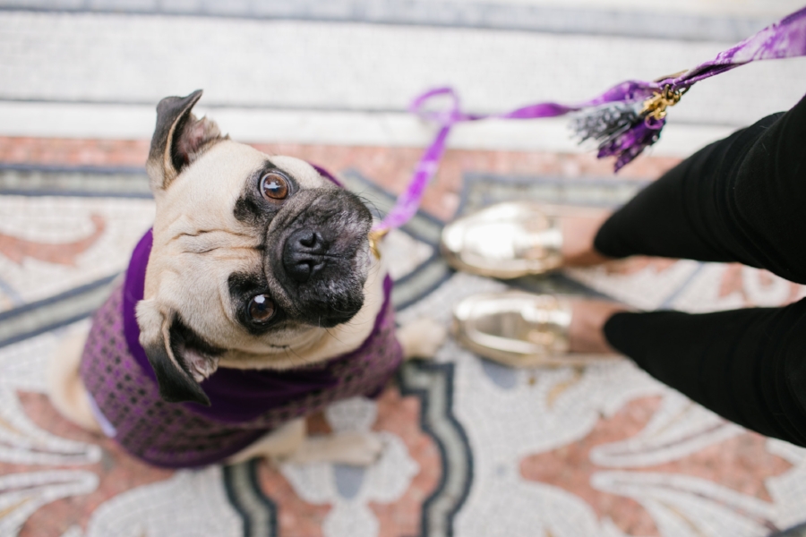 dogblog-bestdogblog-london-uk-dogfashionblog-dogsinclothes-pug-puglife-dapperdogs-dogfriendly-fashionandlifestyle-londonblogger-metallicloafers-tassellead-newyork-falltrends-humanandhound-style-twinning-nottinghill-best-streetstyle-pugswag-fashioninspiration-bestdogblog-bestdressedpug-top-awesome
