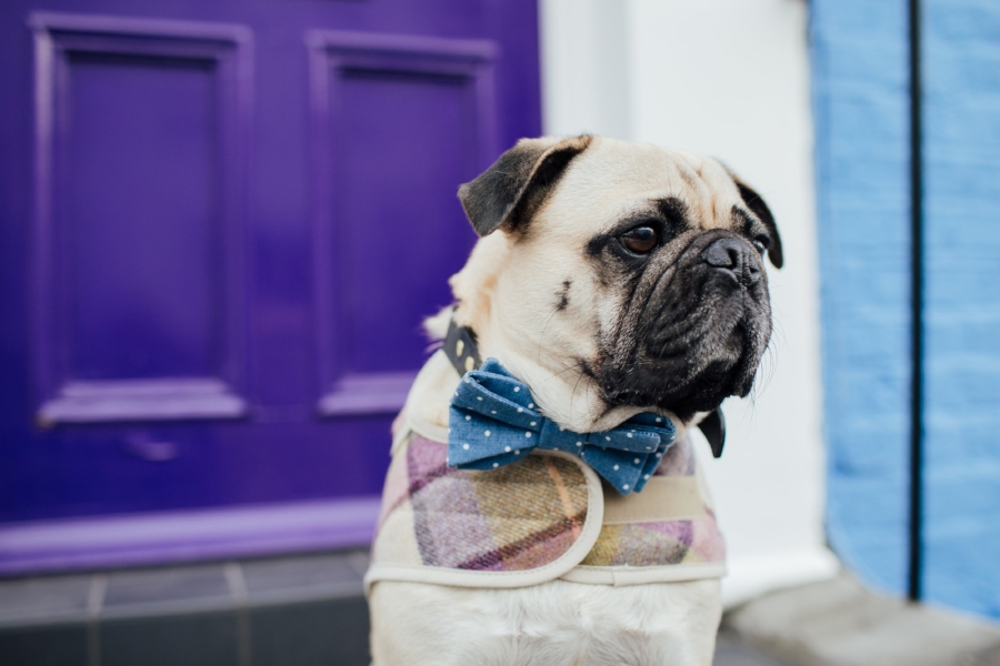 dogblog-london-bestdogbloginlondon-dogfashion-dogfashionblog-fashionandlifestyle-streetstyle-pugswag-humanandhound-pink-fallfashion-falltrends-dogsinclothes-dapperdogs-pug-puglife-bestdressedpug-fashionblogger-newyork-uk-pinkwintercoat-puglife-twinning-bestdressedpug-awesome-best-bestdogbloglondon-dogfashionlondon-coolestdogblog-cooldogs -topdogbloglondon-bestdogblog