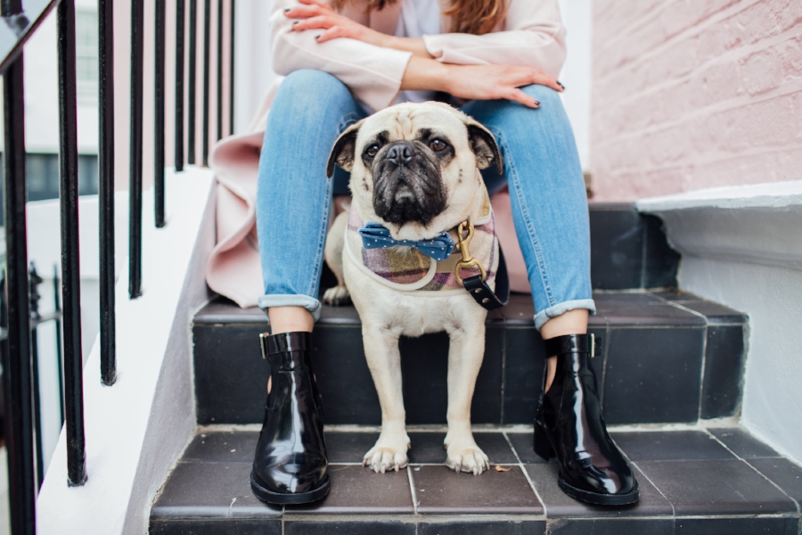 dogblog-london-bestdogbloginlondon-dogfashion-dogfashionblog-fashionandlifestyle-streetstyle-pugswag-humanandhound-pink-fallfashion-falltrends-dogsinclothes-dapperdogs-pug-puglife-bestdressedpug-fashionblogger-newyork-uk-pinkwintercoat-puglife-twinning-bestdressedpug-awesome-best-bestdogbloglondon-dogfashionlondon-coolestdogblog-cooldogs -topdogbloglondon-bestdogblog