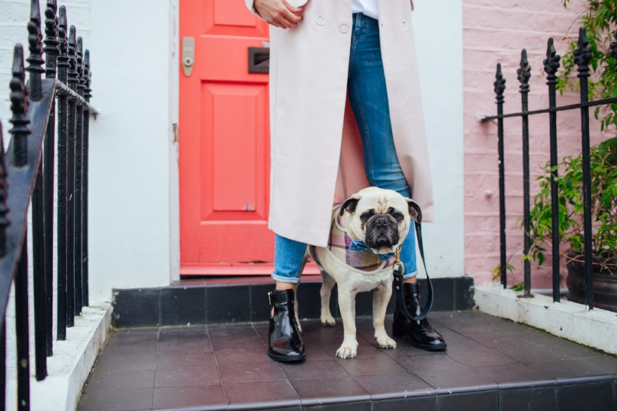 dogblog-london-bestdogbloginlondon-dogfashion-dogfashionblog-fashionandlifestyle-streetstyle-pugswag-humanandhound-pink-fallfashion-falltrends-dogsinclothes-dapperdogs-pug-puglife-bestdressedpug-fashionblogger-newyork-uk-pinkwintercoat-puglife-twinning-bestdressedpug-awesome-best-bestdogbloglondon-dogfashionlondon-coolestdogblog-cooldogs -topdogbloglondon-bestdogblog