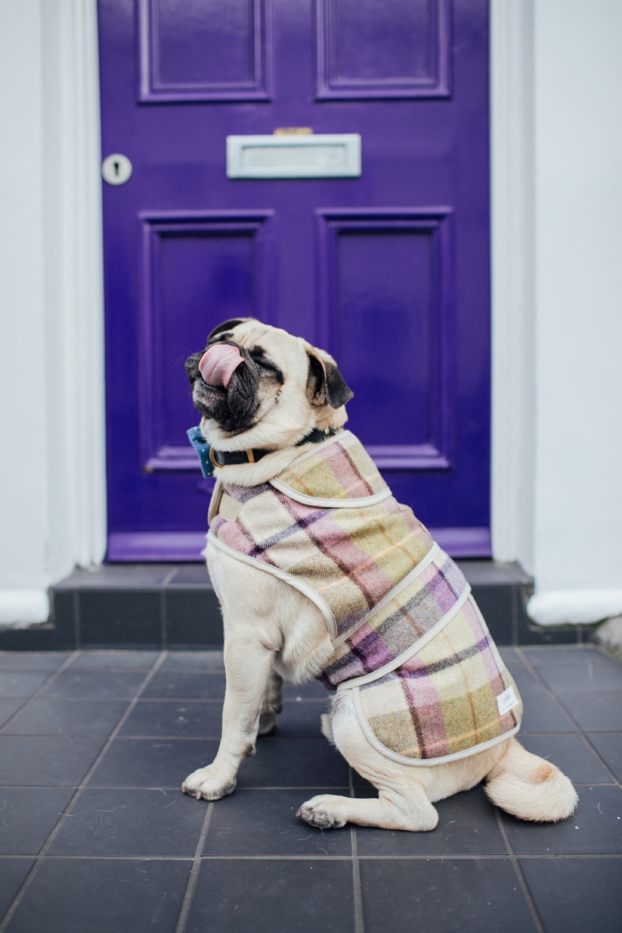 dogblog-london-bestdogbloginlondon-dogfashion-dogfashionblog-fashionandlifestyle-streetstyle-pugswag-humanandhound-pink-fallfashion-falltrends-dogsinclothes-dapperdogs-pug-puglife-bestdressedpug-fashionblogger-newyork-uk-pinkwintercoat-puglife-twinning-bestdressedpug-awesome-best-bestdogbloglondon-dogfashionlondon-coolestdogblog-cooldogs-vintagecar-mint -topdogbloglondon-bestdogblog