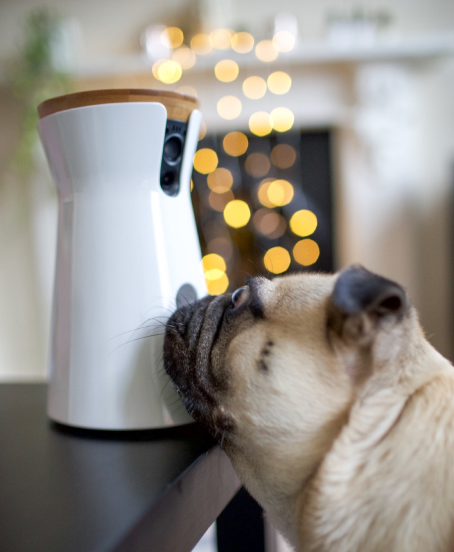 furbo-doggycamera-petcamera-treattossingdoggycamera-petlifestyle-petfashionblog-dogblog-topdogblog-bestdogblog-london-humanandhound-christmasgift-dogfashionblog-bestdogbloglondon-moderndogproducts-dogloversblog-coolgift-pettechnology-petblogger