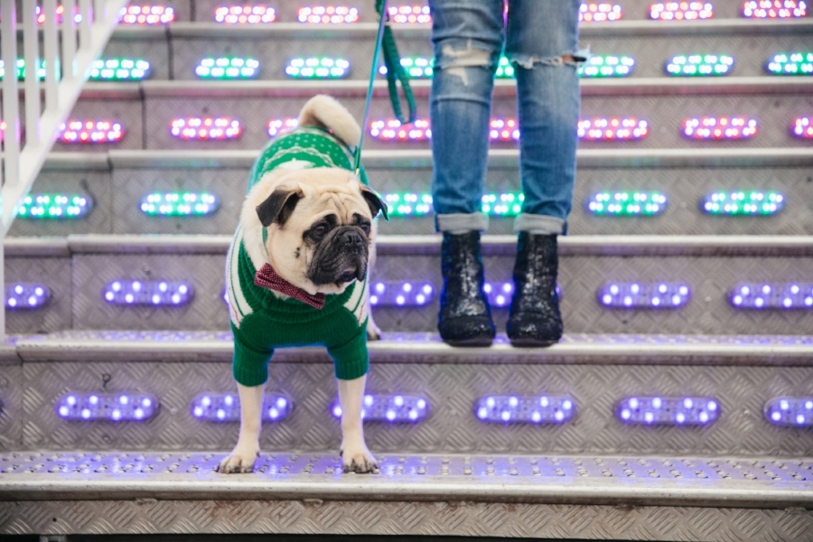 dogblog-bestdogblog-topdogblog-dohfashionblog-petblog-petfashionblog-dogbloglondon-humanandhound-cutepug-dogsinclothes-pugwearingclothes-petblogger-christmas-hydepark-winterwonderland-christmas2016-london-carousel-christmasjumpers-festive-newyear- bestdogbloglondon