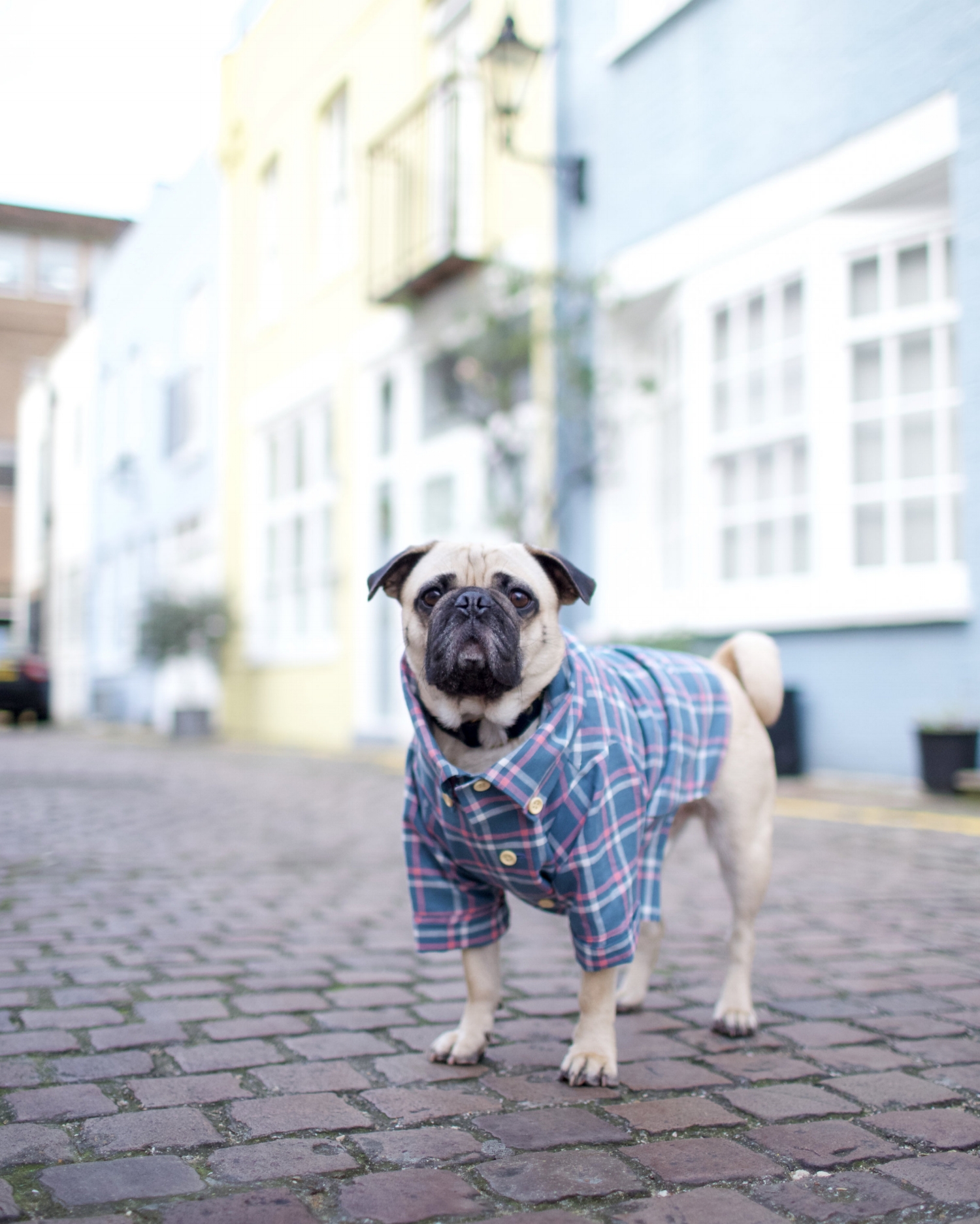 bestdogbloglondon-topdogbloglondon-bestdogblogever-petfashionblog-dogfashionblog-puglife-funnypug-pugsinclothes-fashionblog-london-shirtsfordogs-lele-shopdogthreads-humanandhound-twinning-dogfriendly-springtrends-dapperdogs-puppyinclothes-ukblogger 