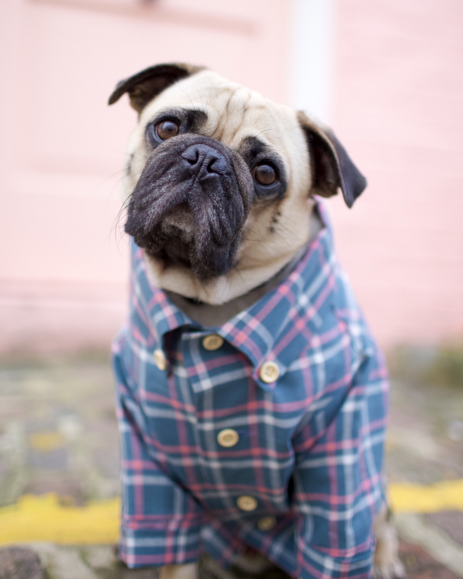 bestdogbloglondon-topdogbloglondon-bestdogblogever-petfashionblog-dogfashionblog-puglife-funnypug-pugsinclothes-fashionblog-london-shirtsfordogs-lele-shopdogthreads-humanandhound-twinning-dogfriendly-springtrends-dapperdogs-puppyinclothes-ukblogger 