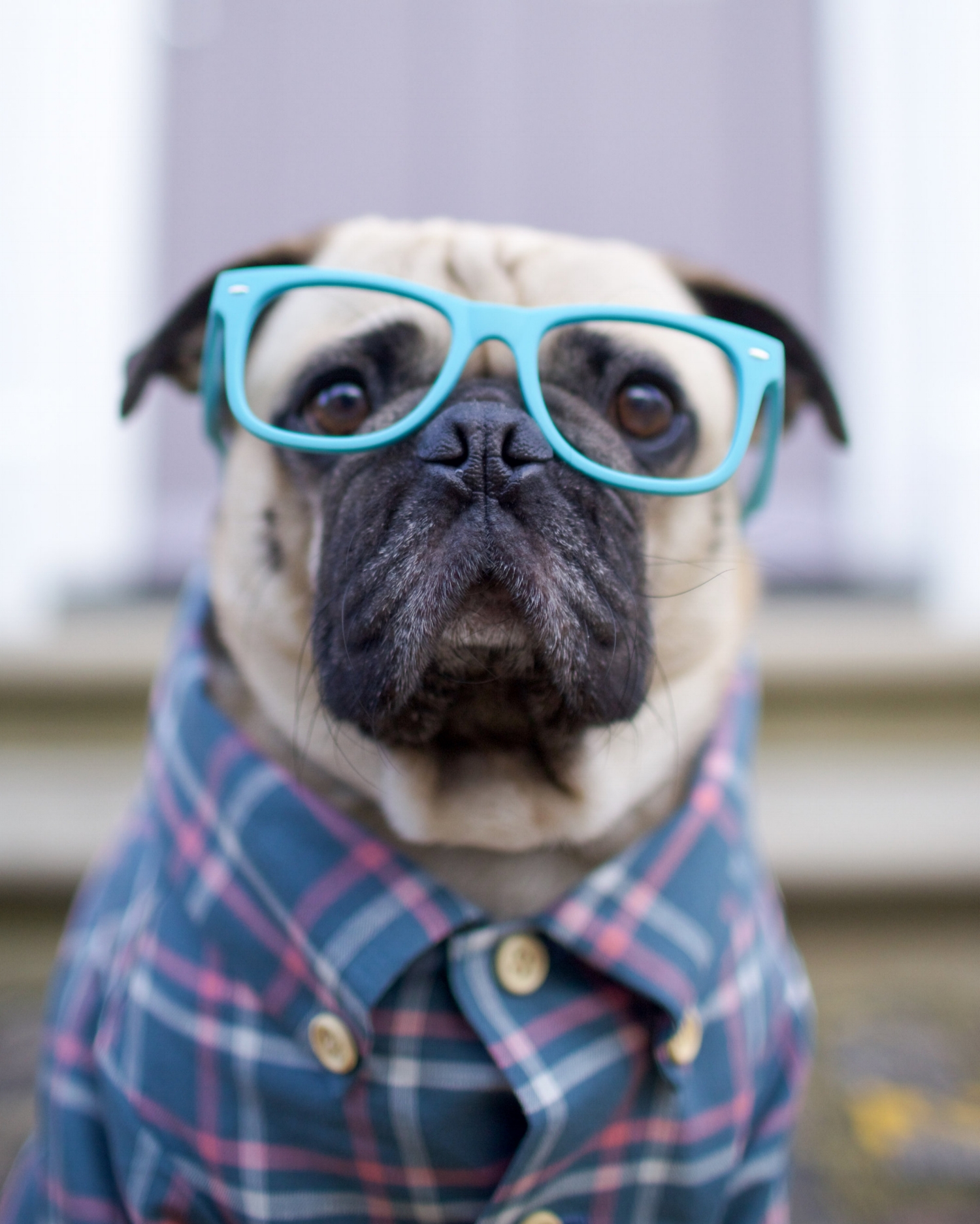 bestdogbloglondon-topdogbloglondon-bestdogblogever-petfashionblog-dogfashionblog-puglife-funnypug-pugsinclothes-fashionblog-london-shirtsfordogs-lele-shopdogthreads-humanandhound-twinning-dogfriendly-springtrends-dapperdogs-puppyinclothes-ukblogger 