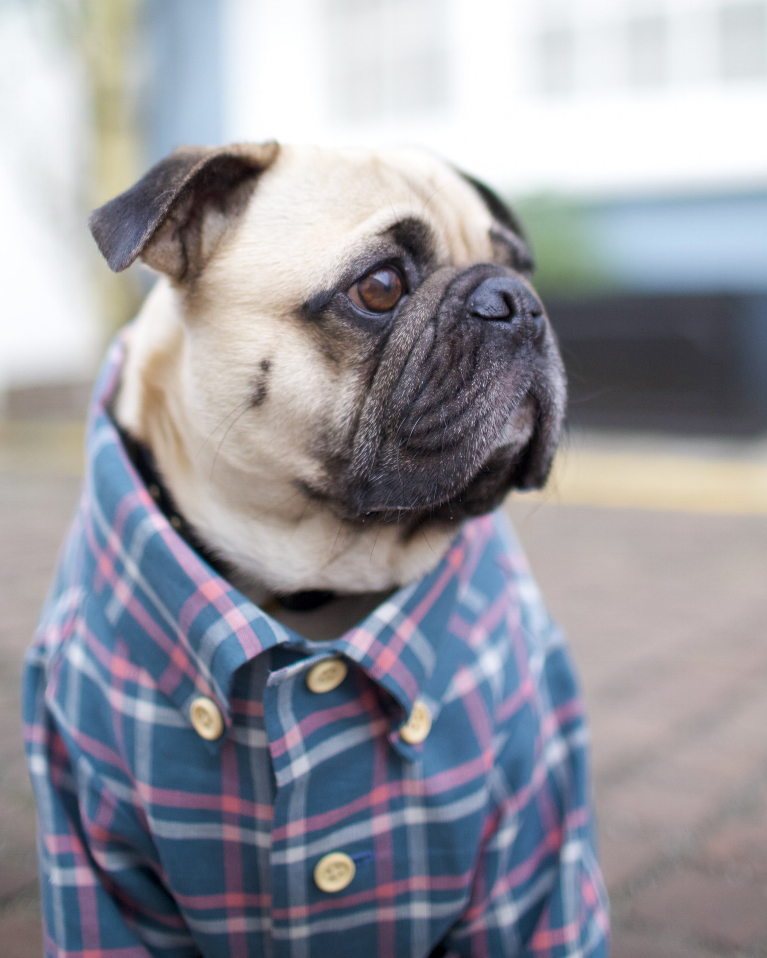 bestdogbloglondon-topdogbloglondon-bestdogblogever-petfashionblog-dogfashionblog-puglife-funnypug-pugsinclothes-fashionblog-london-shirtsfordogs-lele-shopdogthreads-humanandhound-twinning-dogfriendly-springtrends-dapperdogs-puppyinclothes-ukblogger 