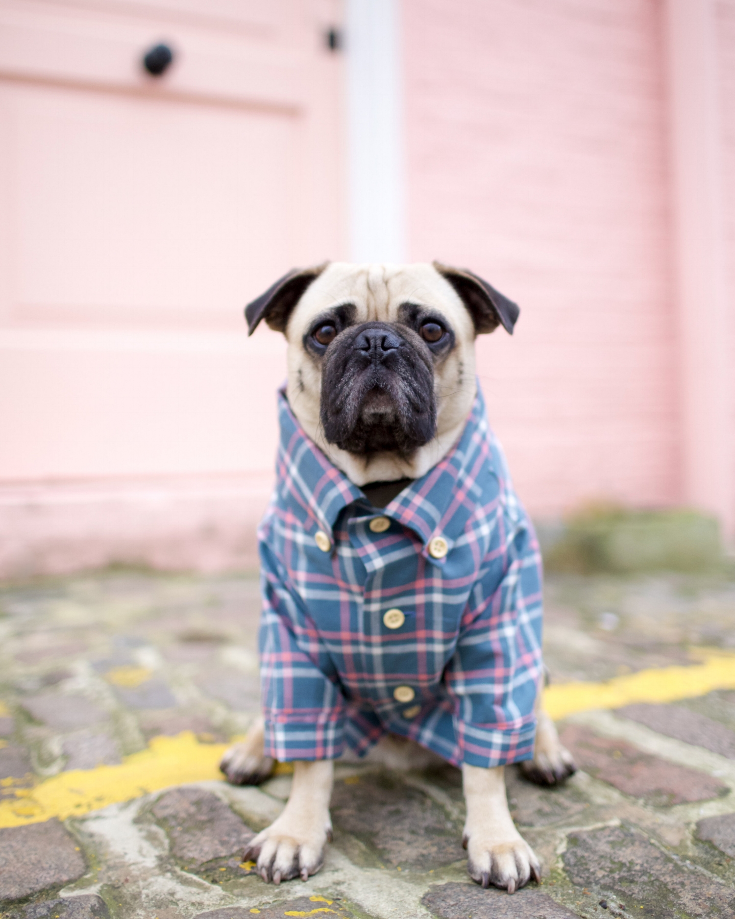 bestdogbloglondon-topdogbloglondon-bestdogblogever-petfashionblog-dogfashionblog-puglife-funnypug-pugsinclothes-fashionblog-london-shirtsfordogs-lele-shopdogthreads-humanandhound-twinning-dogfriendly-springtrends-dapperdogs-puppyinclothes-ukblogger 