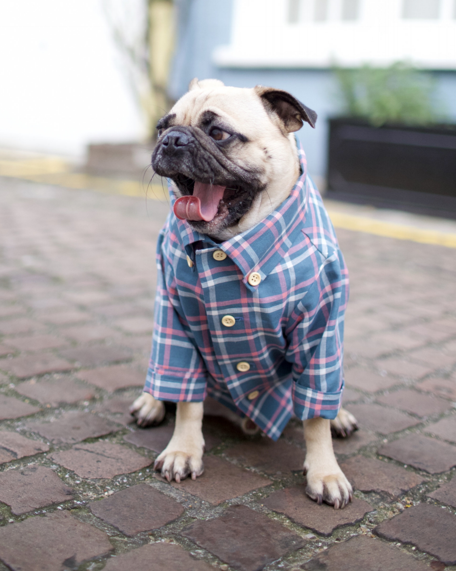 bestdogbloglondon-topdogbloglondon-bestdogblogever-petfashionblog-dogfashionblog-puglife-funnypug-pugsinclothes-fashionblog-london-shirtsfordogs-lele-shopdogthreads-humanandhound-twinning-dogfriendly-springtrends-dapperdogs-puppyinclothes-ukblogger 