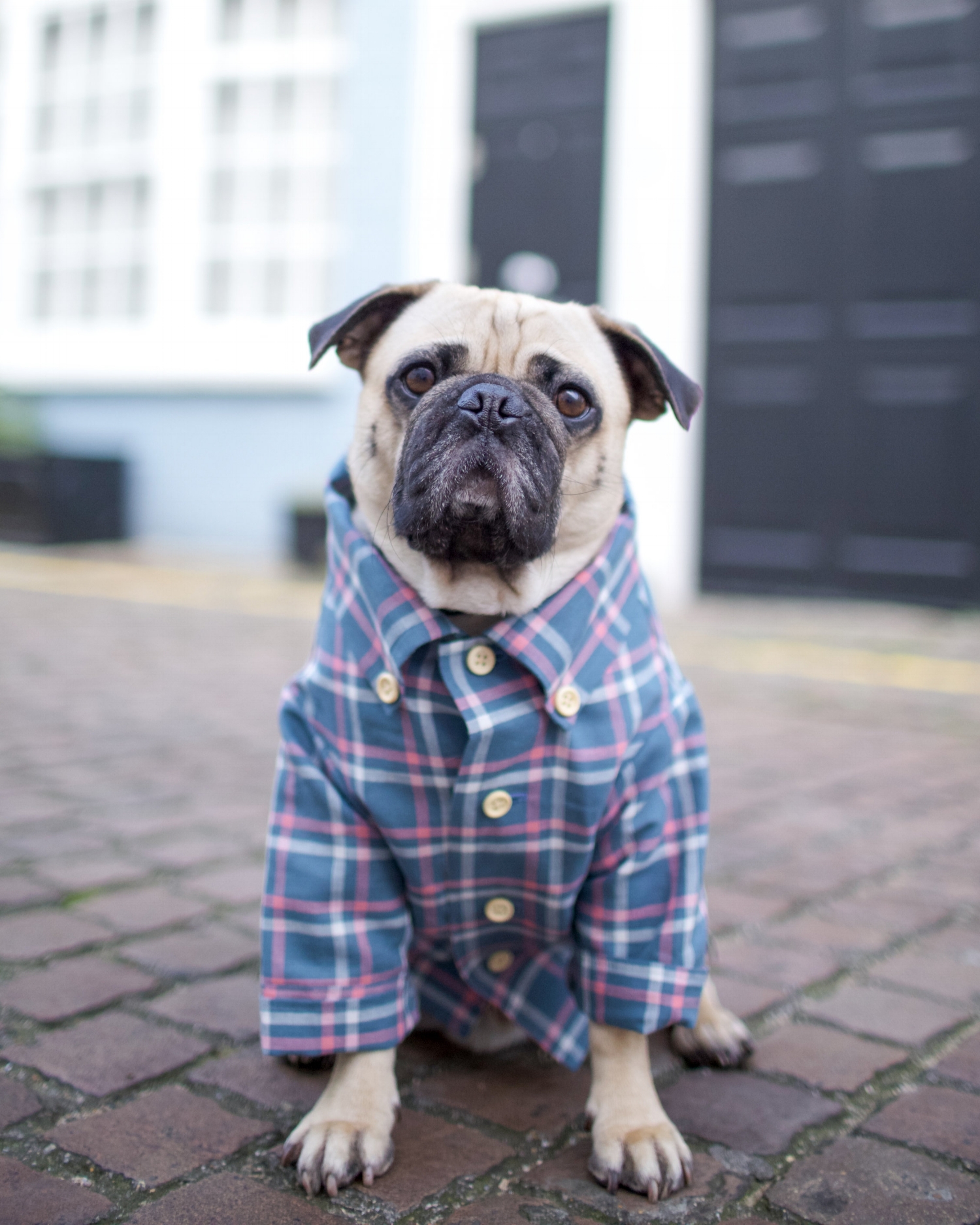 bestdogbloglondon-topdogbloglondon-bestdogblogever-petfashionblog-dogfashionblog-puglife-funnypug-pugsinclothes-fashionblog-london-shirtsfordogs-lele-shopdogthreads-humanandhound-twinning-dogfriendly-springtrends-dapperdogs-puppyinclothes-ukblogger 