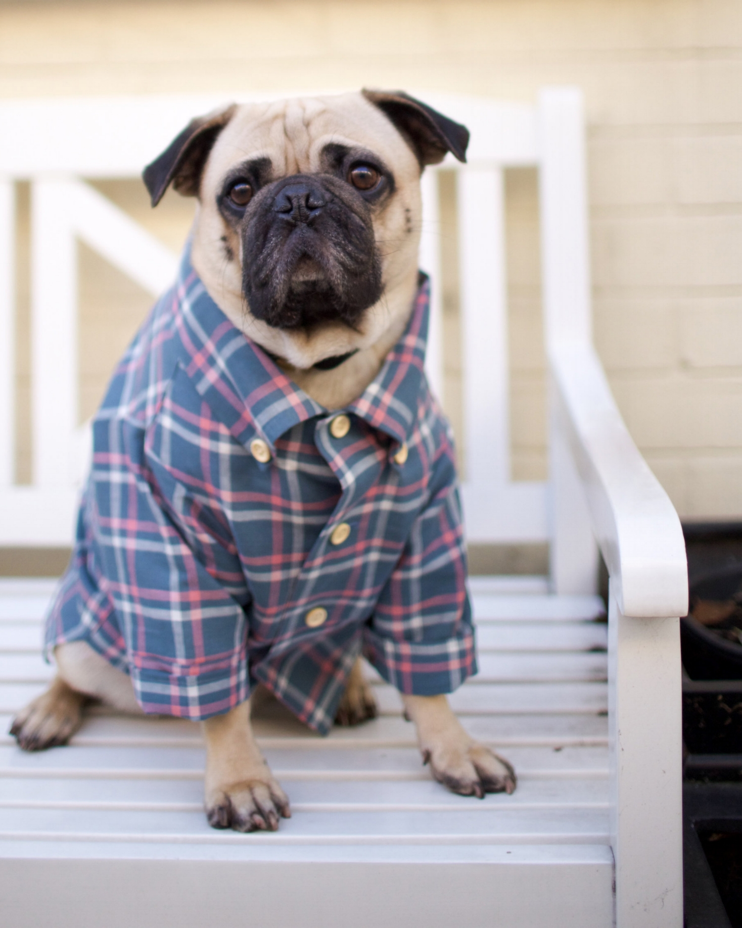 bestdogbloglondon-topdogbloglondon-bestdogblogever-petfashionblog-dogfashionblog-puglife-funnypug-pugsinclothes-fashionblog-london-shirtsfordogs-lele-shopdogthreads-humanandhound-twinning-dogfriendly-springtrends-dapperdogs-puppyinclothes-ukblogger 
