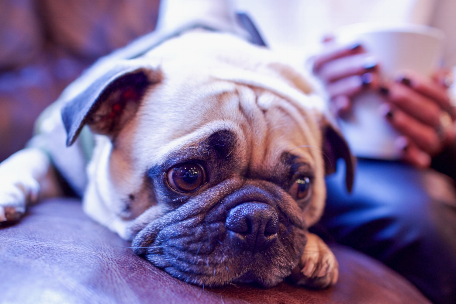 bestdogbloglondon-dogblog-dogfashionblog-bestdogfashionblog-petfashion-pugswag-dogfriendly-coffeeshops-londoncoffeeshops-fixcoffee-lifestyle-cozycoffeeshop-humanandhound-thingstodowithyourdoginlondon-dogfriendlycoffeeshoplondon-petstyleblog