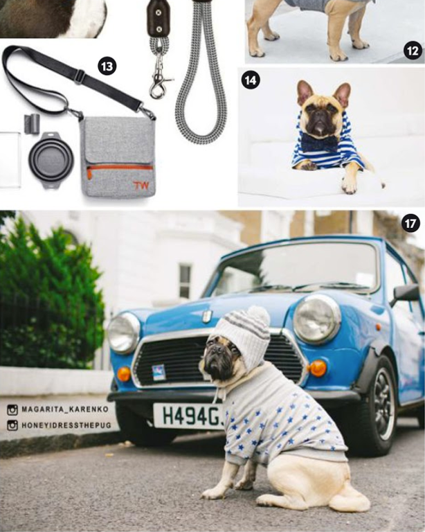honeyidressedthepuginvogue-ariinvogue-bristishvogue-vogue-feb2017-dogmodel-bestdoginfluencerlondon-puginfluencer-london-doginfluencerlondon-dogifluencerinvogue-petmodel-bestdogmodellondon-dogmodeluk-vintagecar-electricblue-puginabeanie-madeittovogue