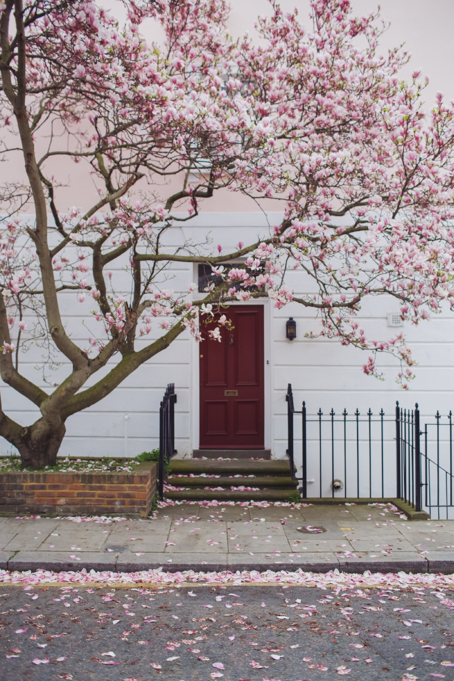 london-spring-magnolia-blossom-spring2017-springfashion-springstyle-puginclothes-bestdogblog-humanandhoundfashion-petfashionblog-dogfashionblog-humanandhoundblog-londonblogger-uk-clesea-pink-dogfriendly-dogblog-topdogblog-twinning-style-best