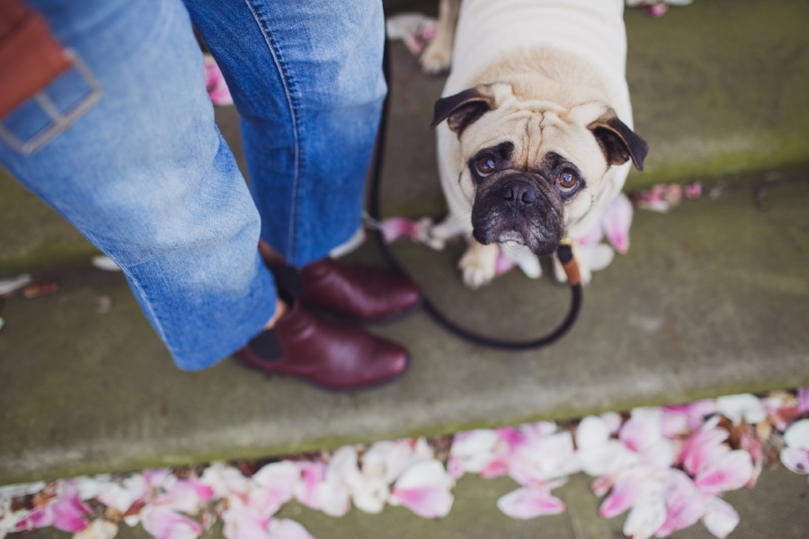 london-spring-magnolia-blossom-spring2017-springfashion-springstyle-puginclothes-bestdogblog-humanandhoundfashion-petfashionblog-dogfashionblog-humanandhoundblog-londonblogger-uk-clesea-pink-dogfriendly-dogblog-topdogblog-twinning-style-best